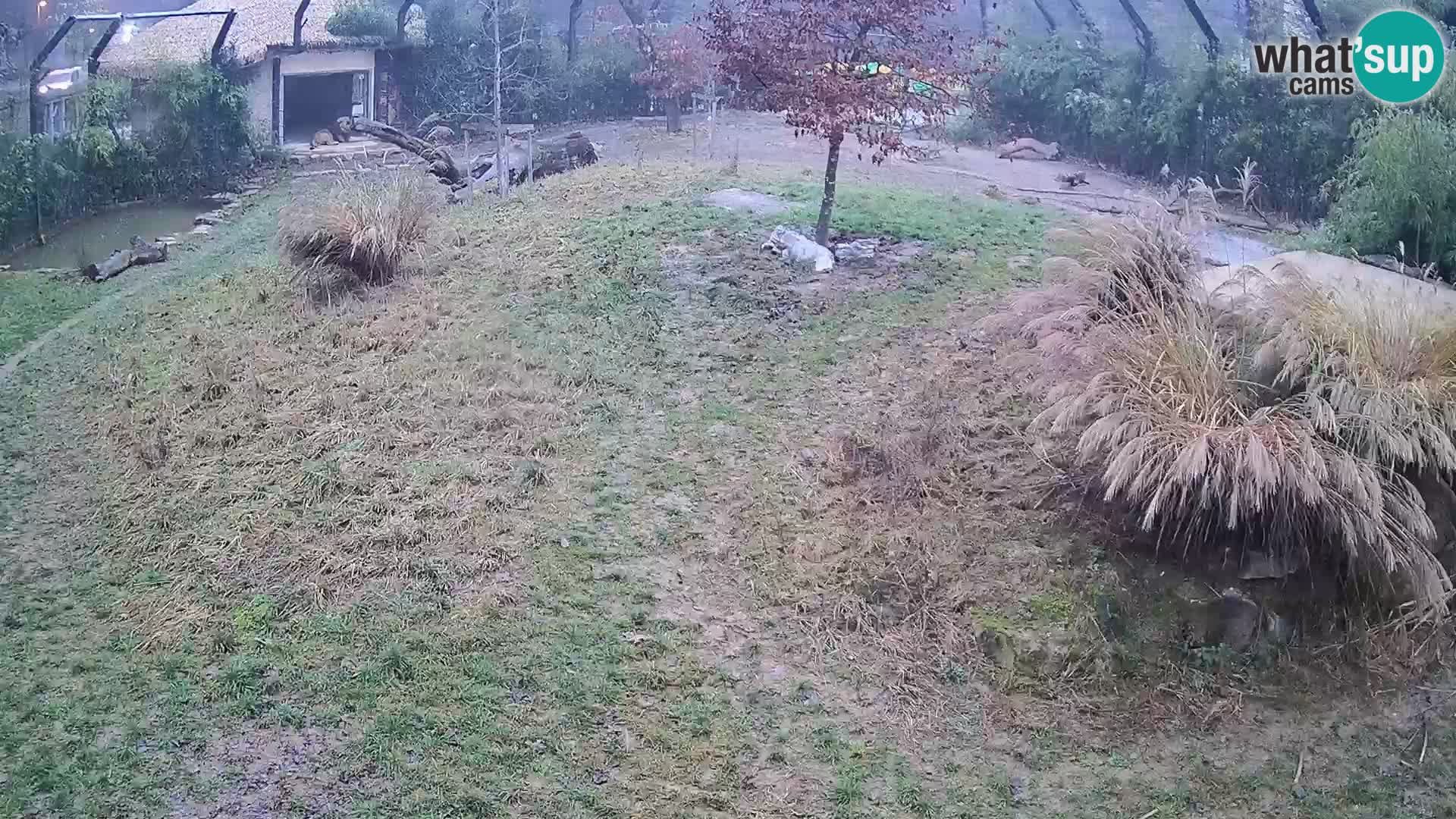 Zoo Ljubljana camera en vivo Leones