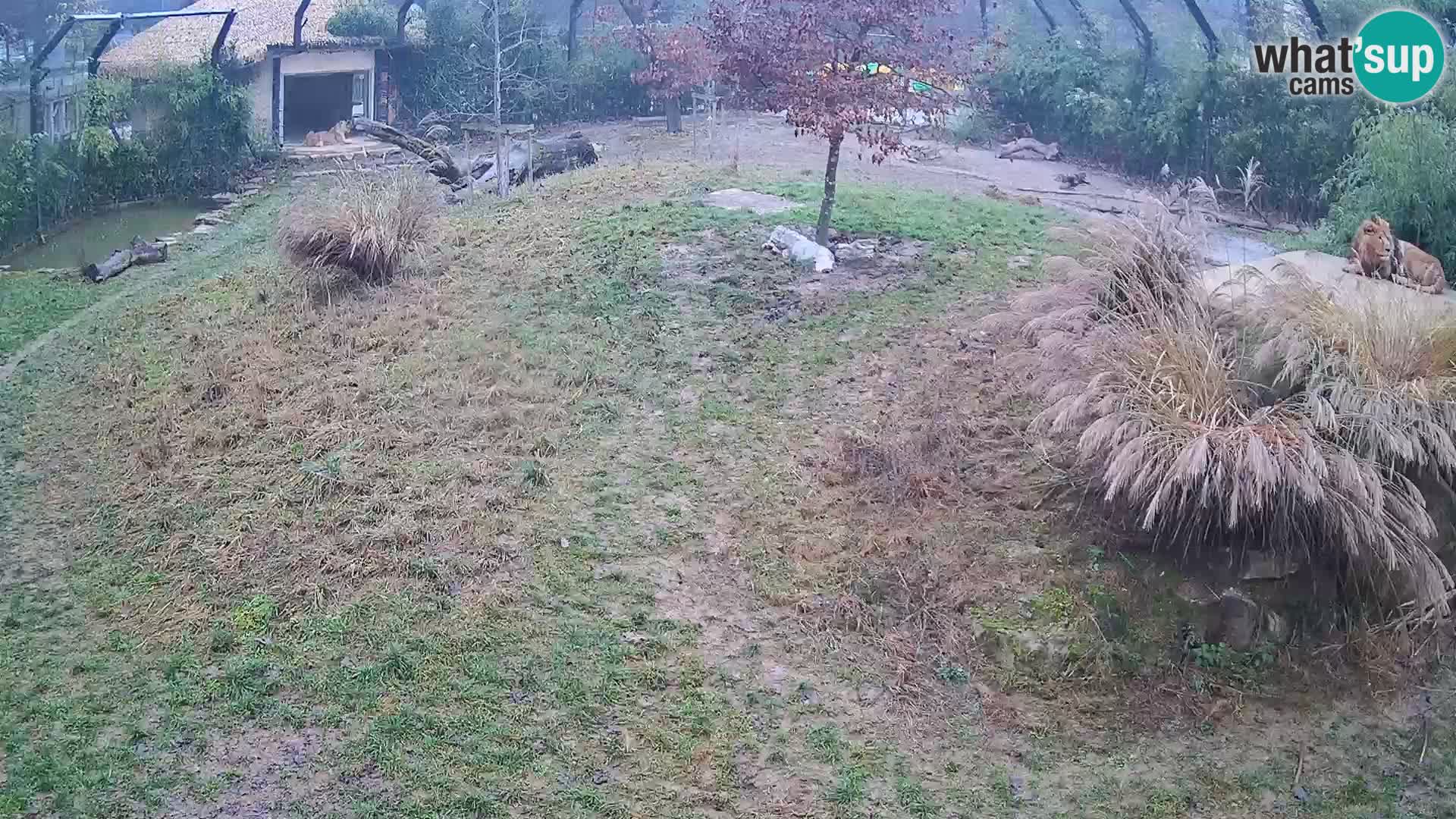 Zoo Ljubljana webcam Löwen