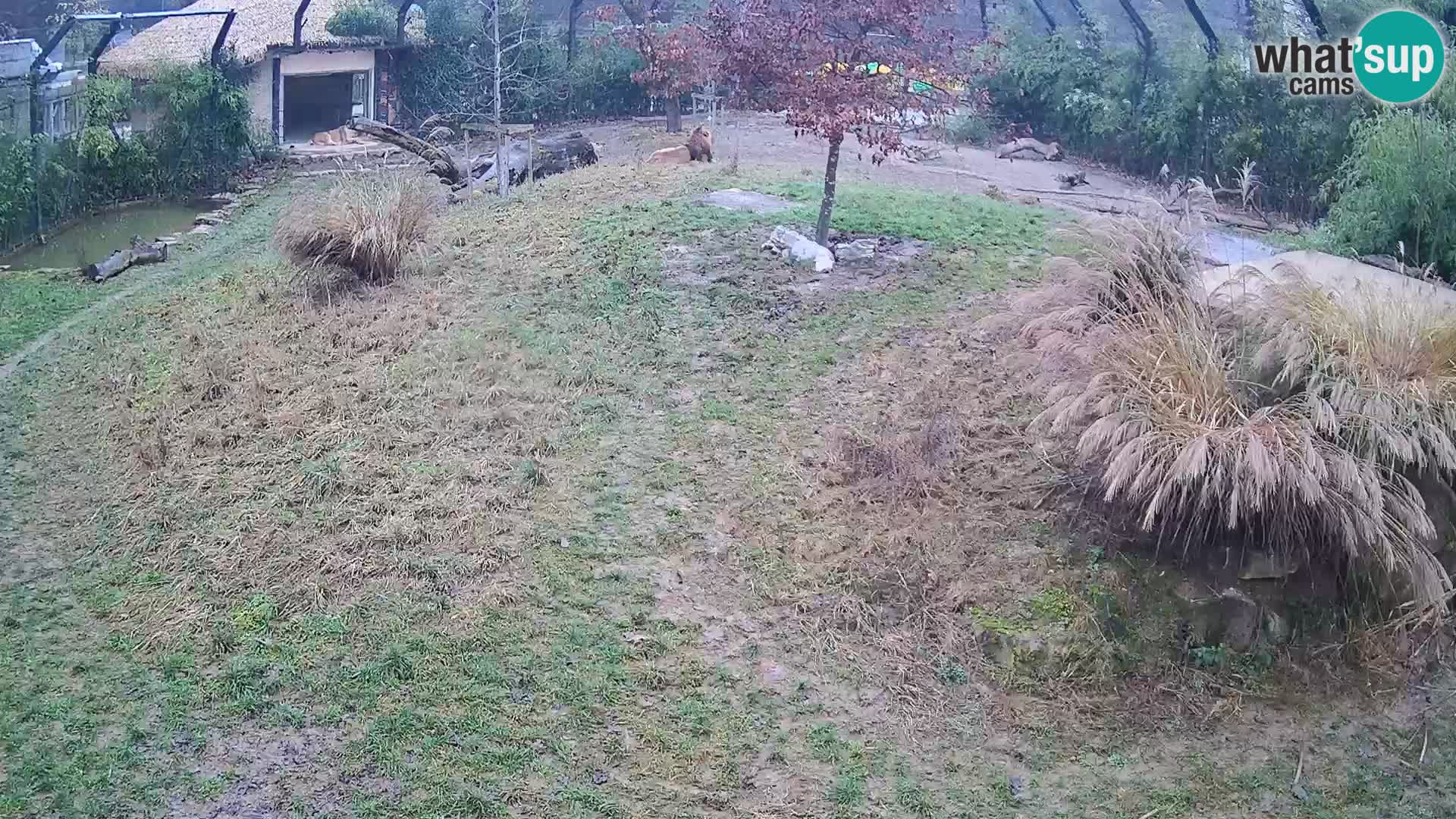 Zoo Ljubljana web kamera Lavovi