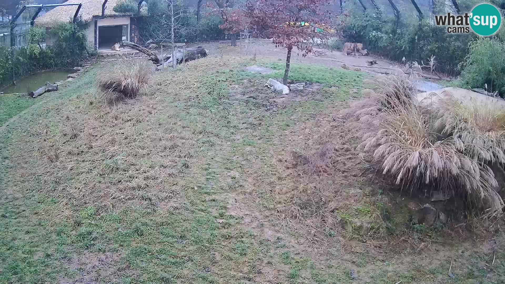 Zoo Ljubljana web kamera Lavovi