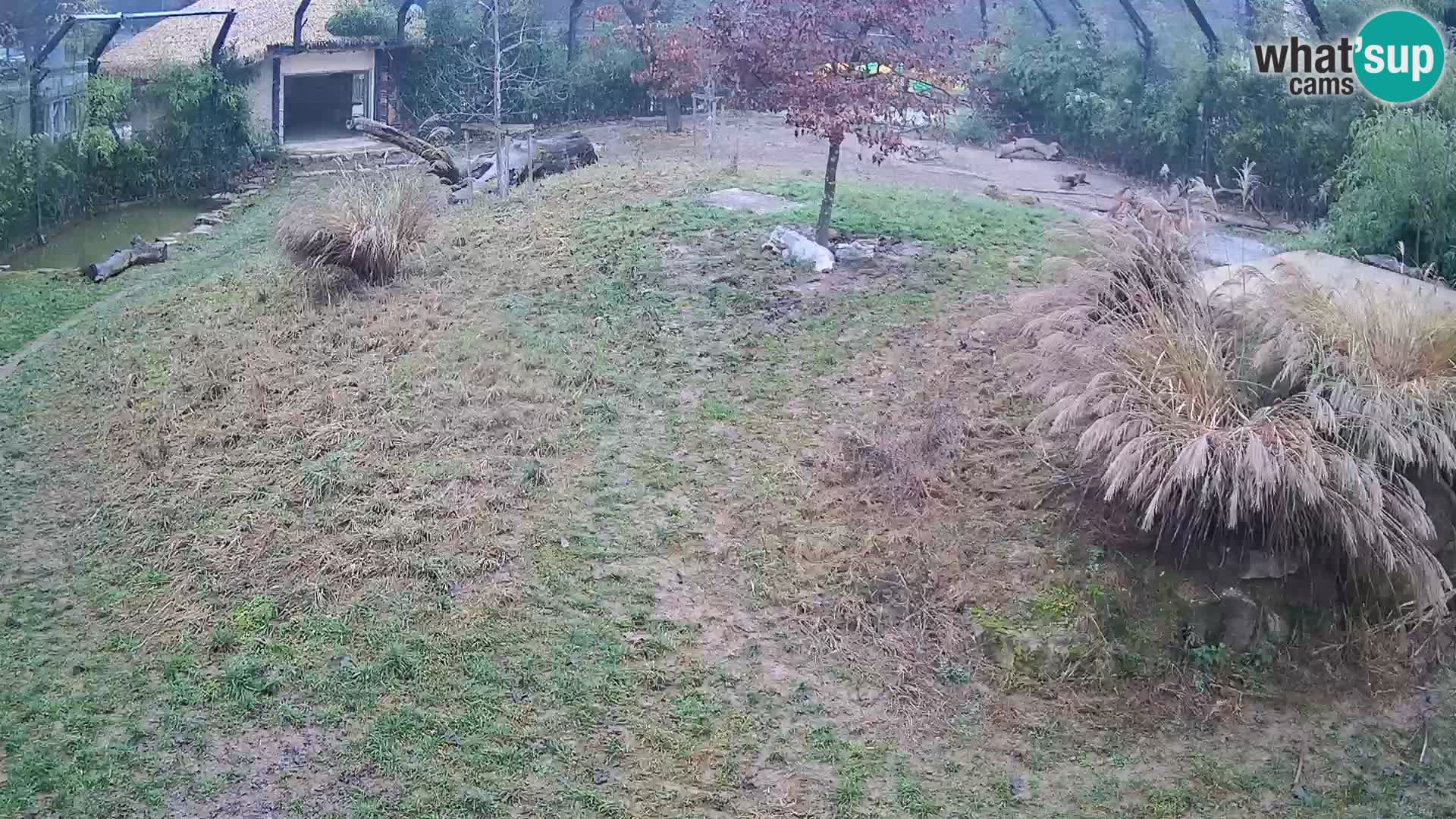 Live Ljubljana Zoo webcam Lion