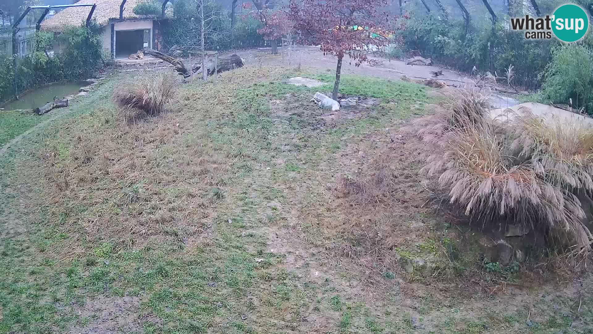 Zoo Ljubljana camera en vivo Leones