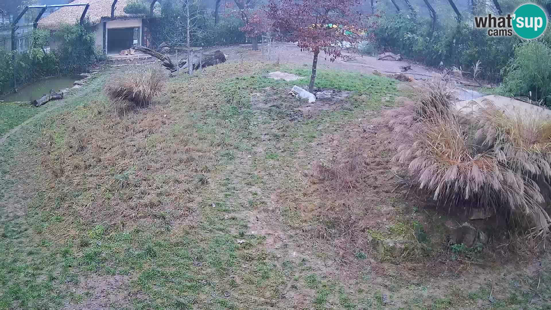 Zoo Ljubljana camera en vivo Leones