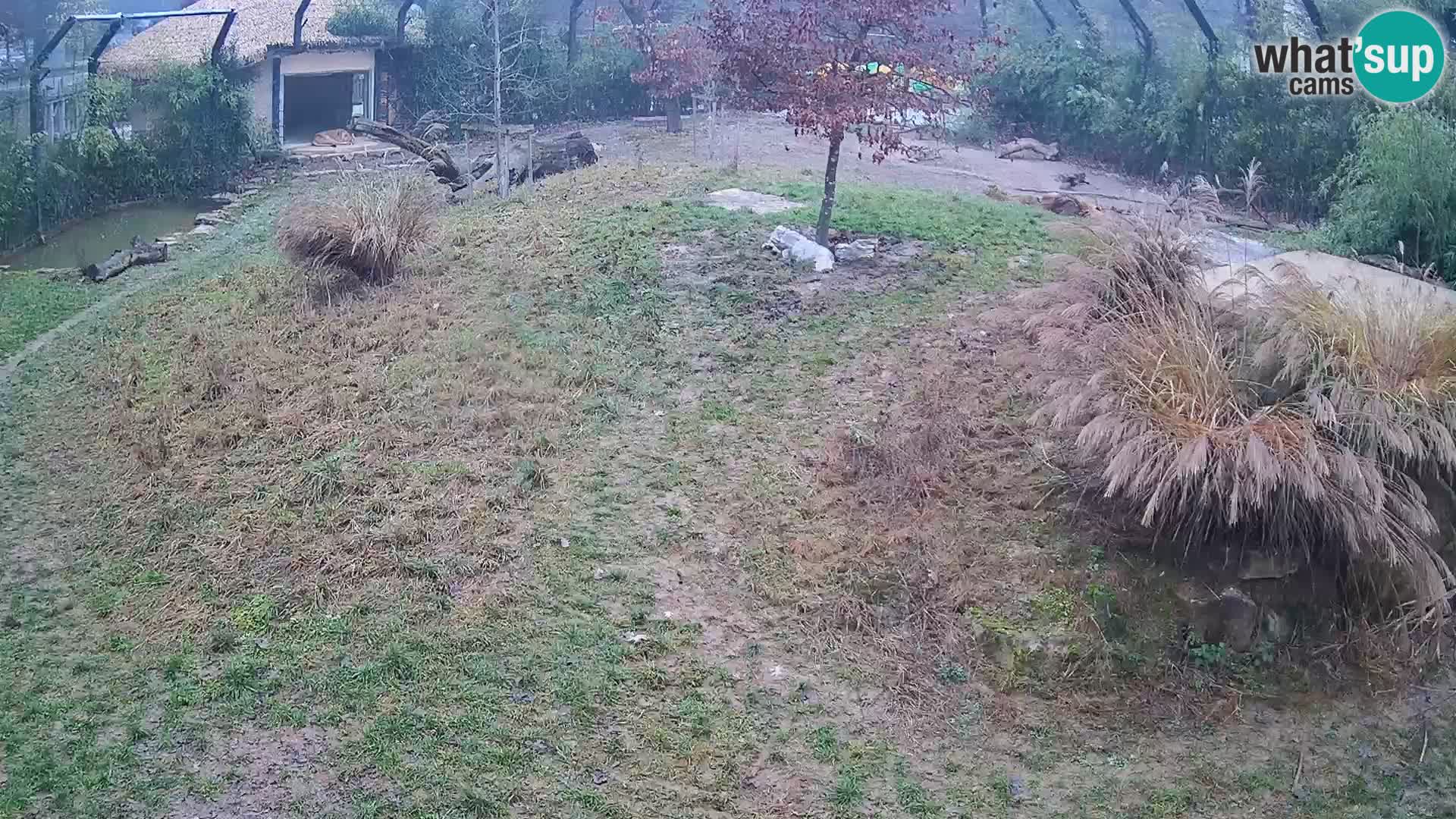 Zoo Ljubljana webcam Löwen