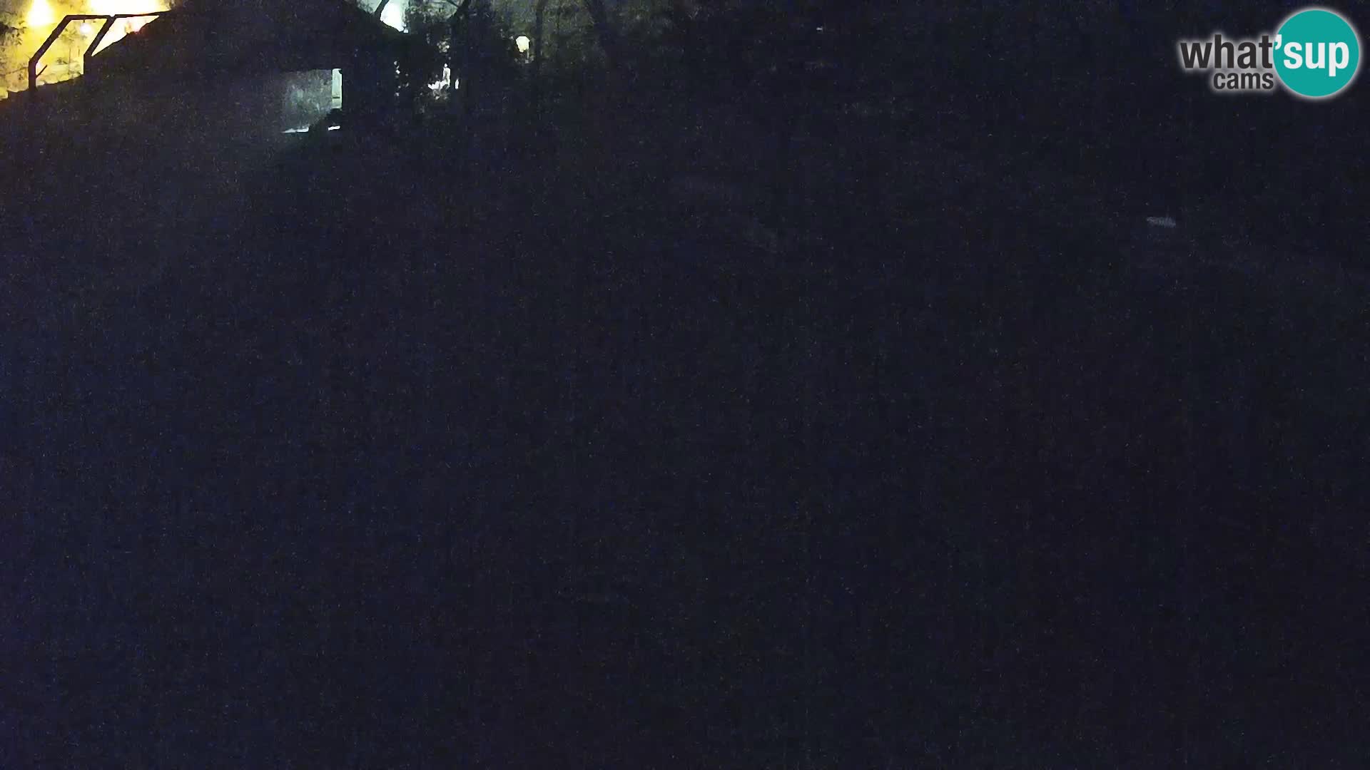 Live Ljubljana Zoo webcam Lion