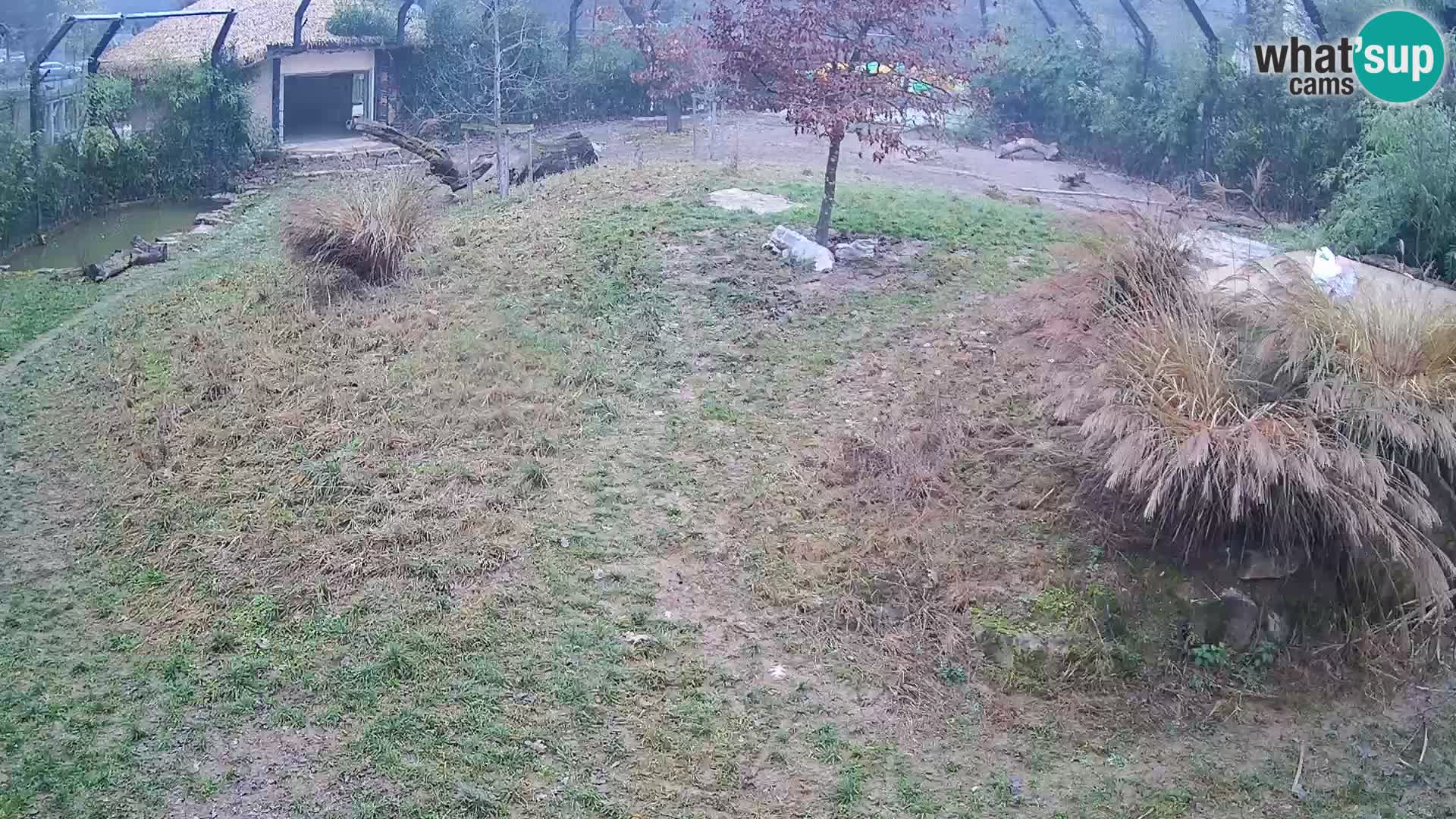 Ljubljana Zoo webcam Lion