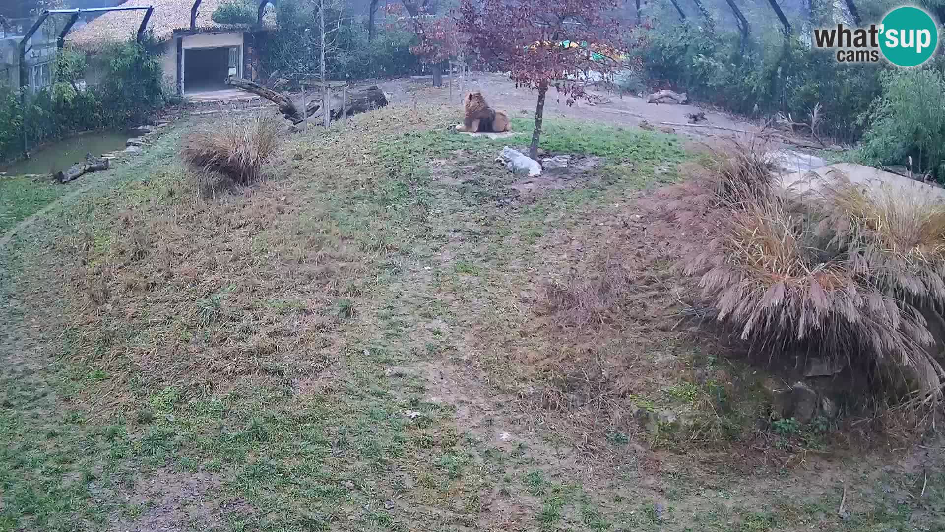 Ljubljana Zoo webcam Lion