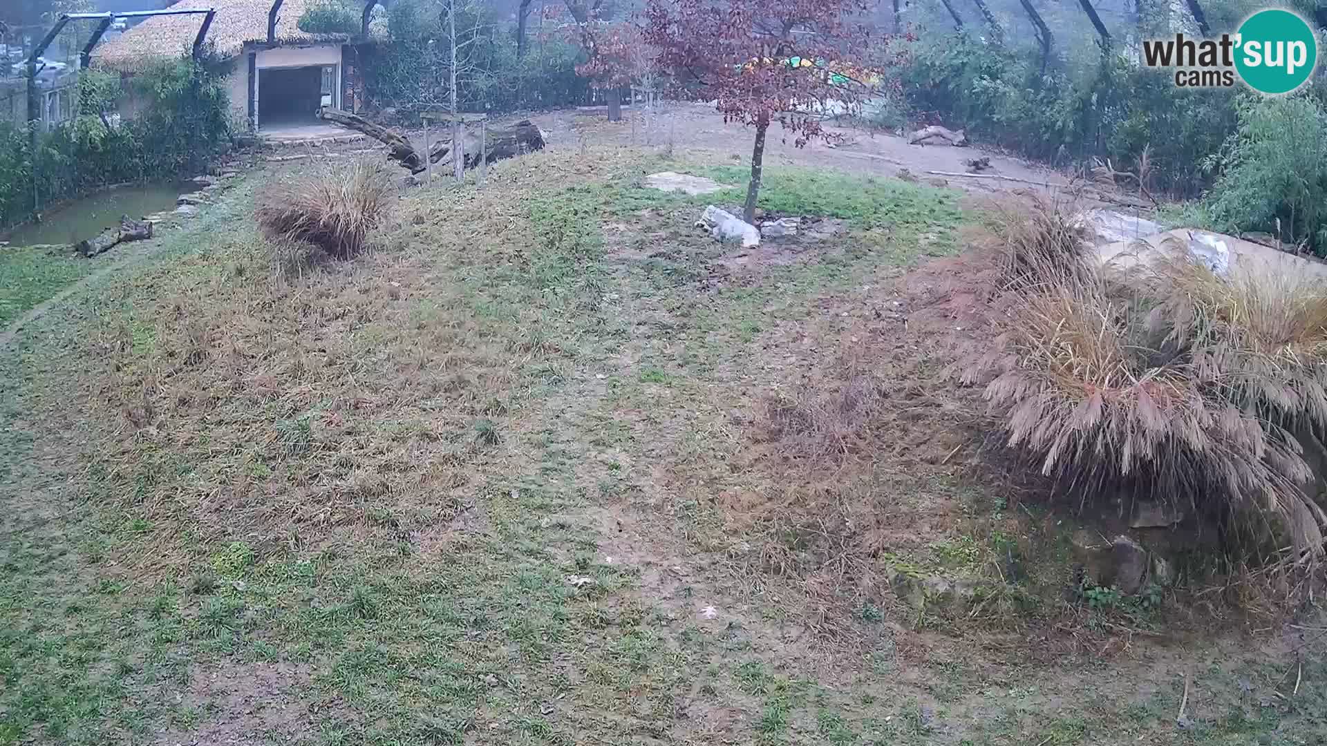 Zoo Lubiana live webcam Leoni