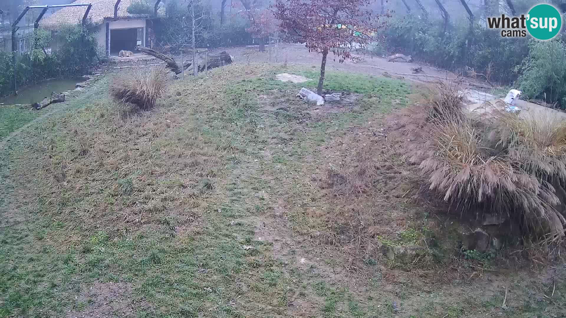 Zoo Ljubljana webcam Löwen