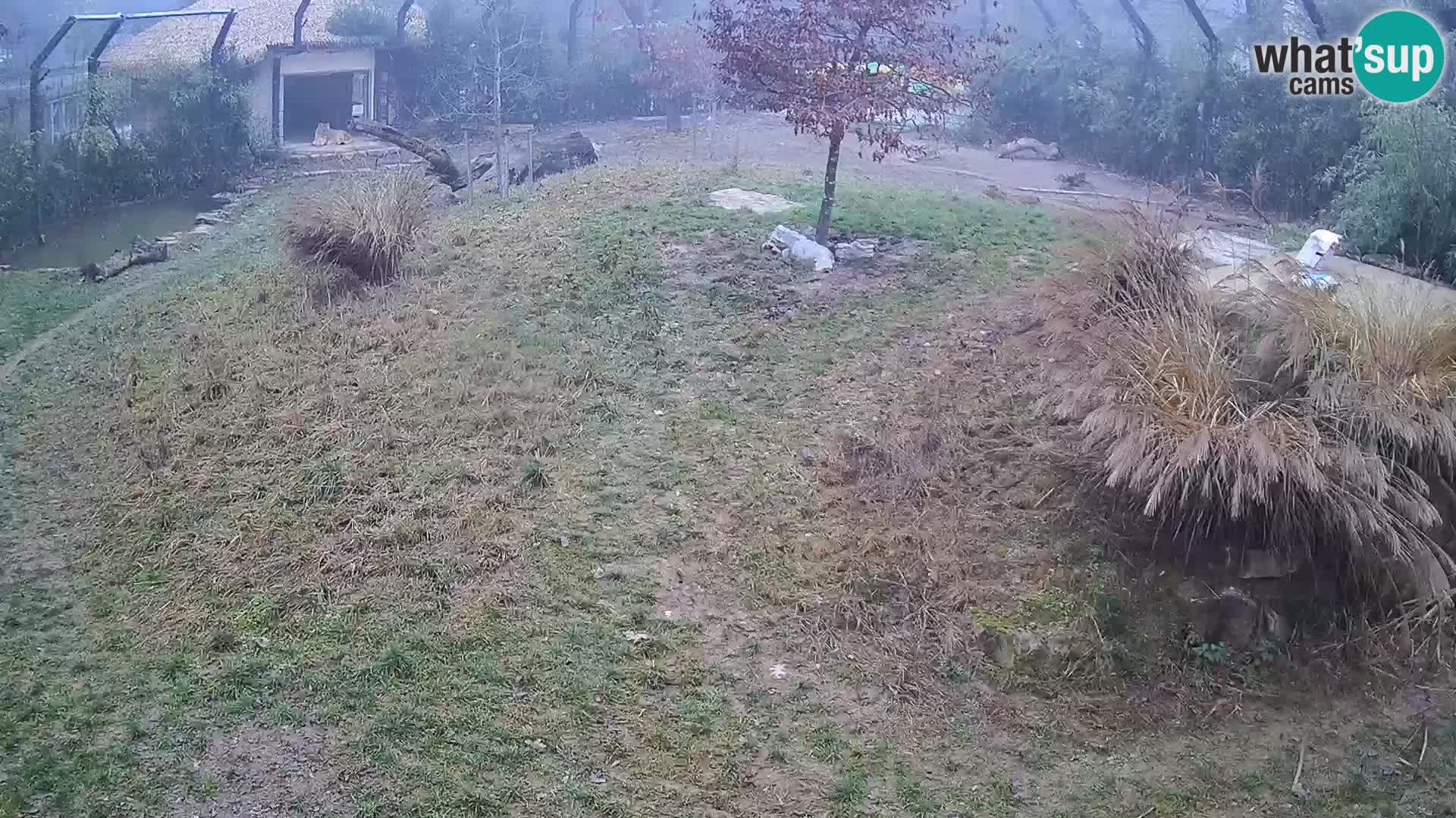 Zoo Lubiana live webcam Leoni