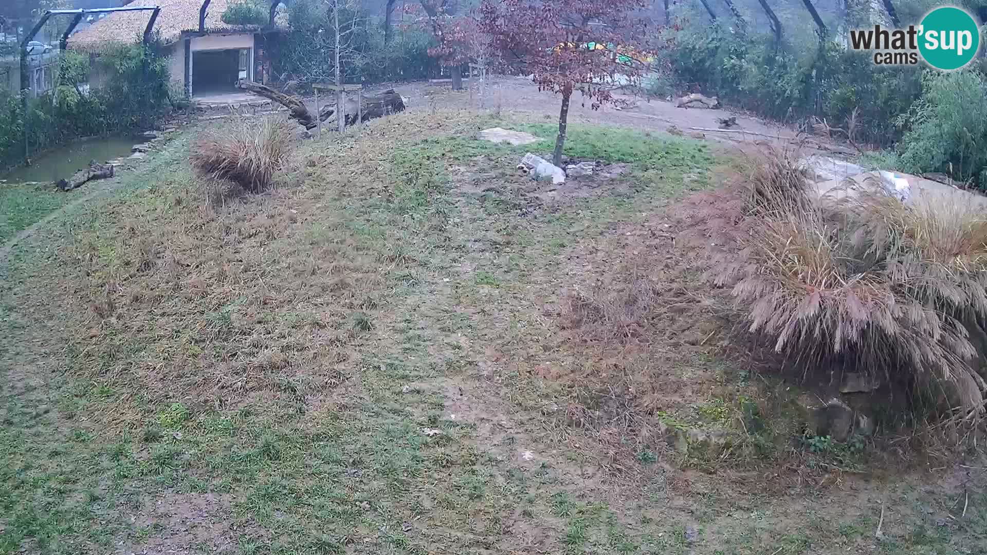 Ljubljana Zoo webcam Lion