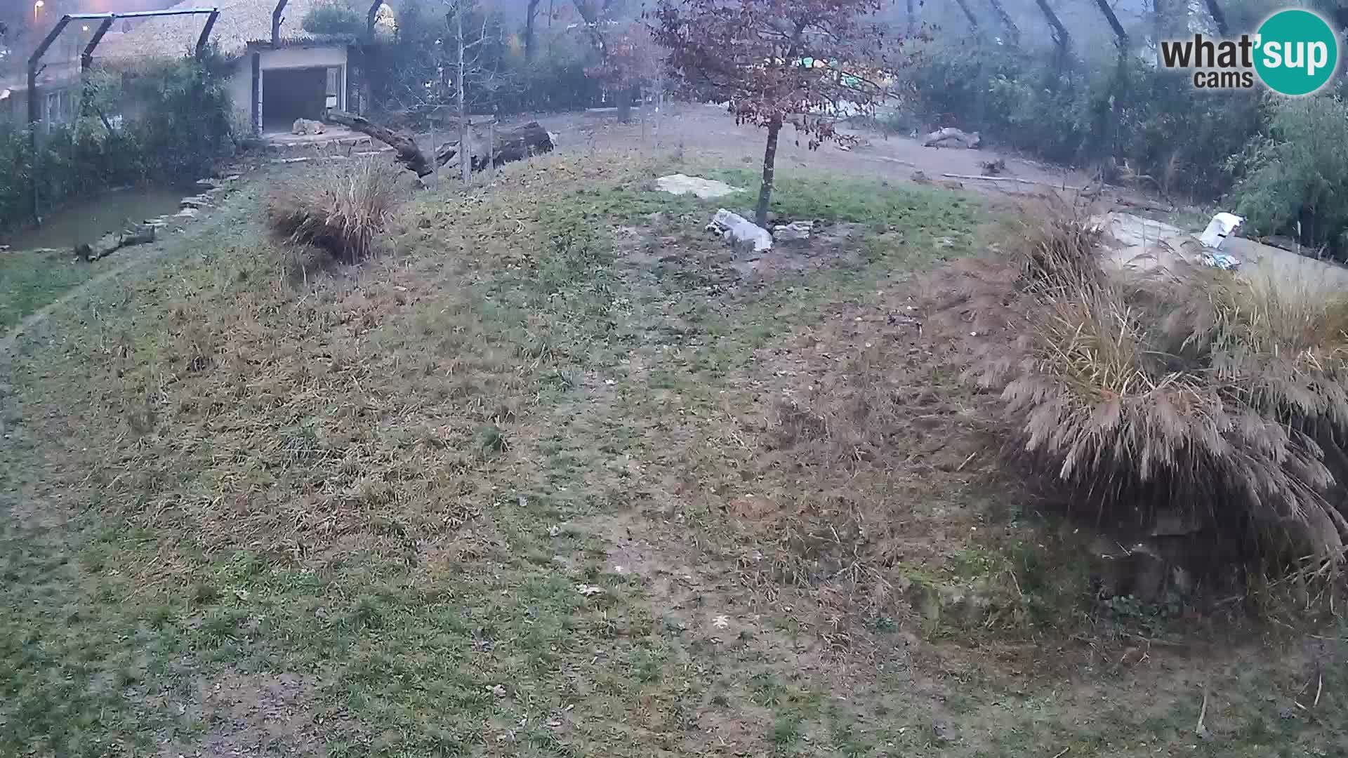 Zoo Lubiana live webcam Leoni