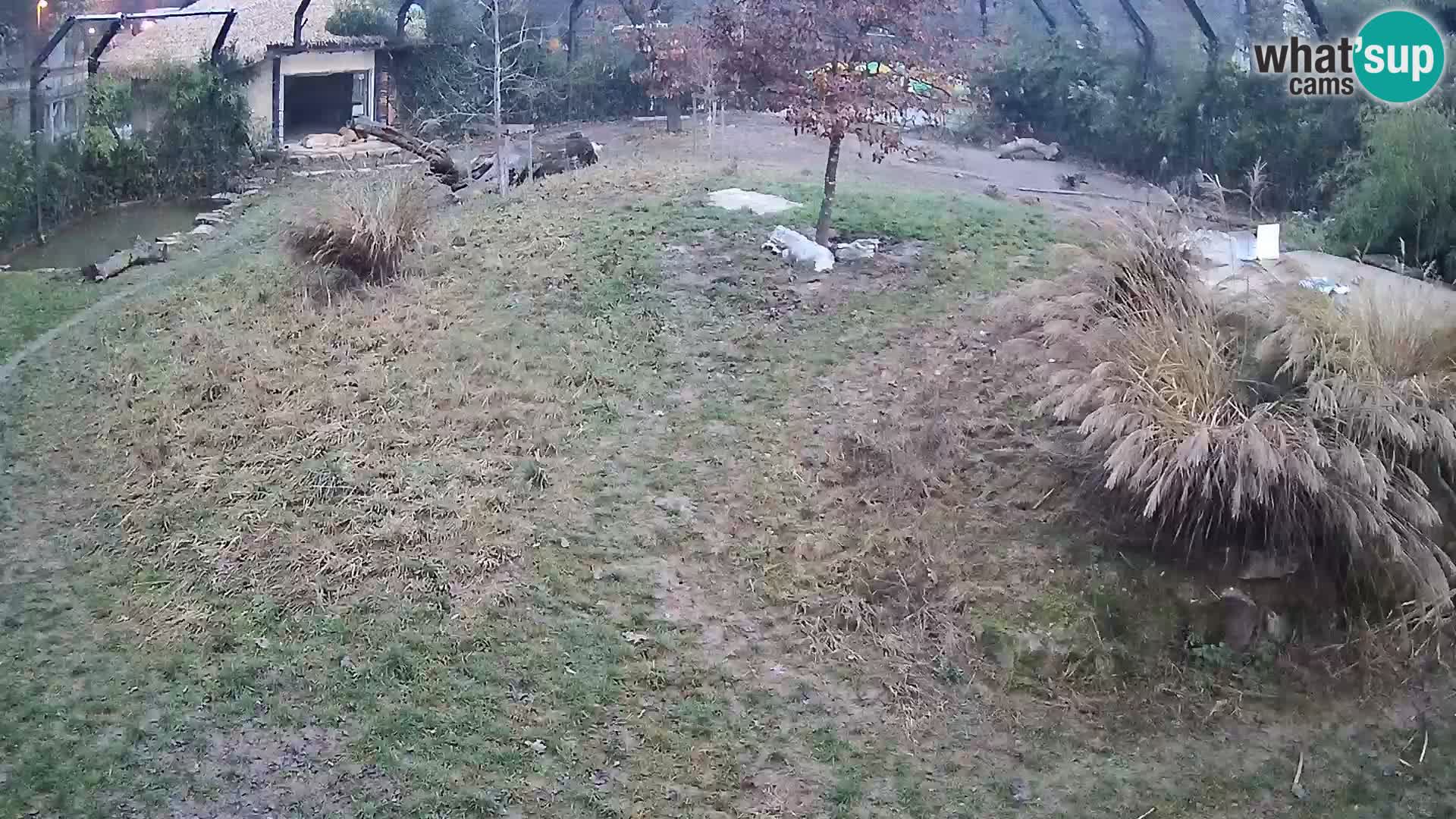 Zoo Ljubljana webcam Löwen
