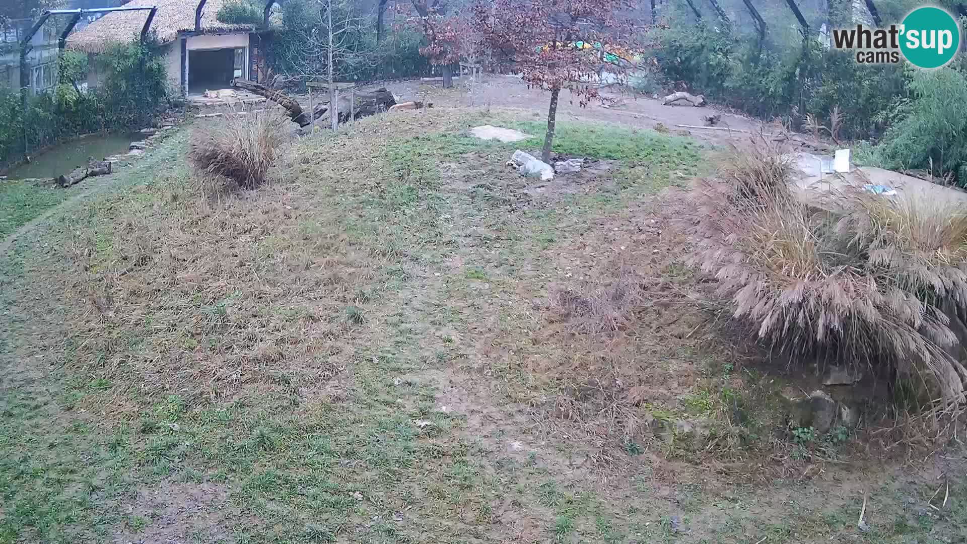 Ljubljana Zoo webcam Lion