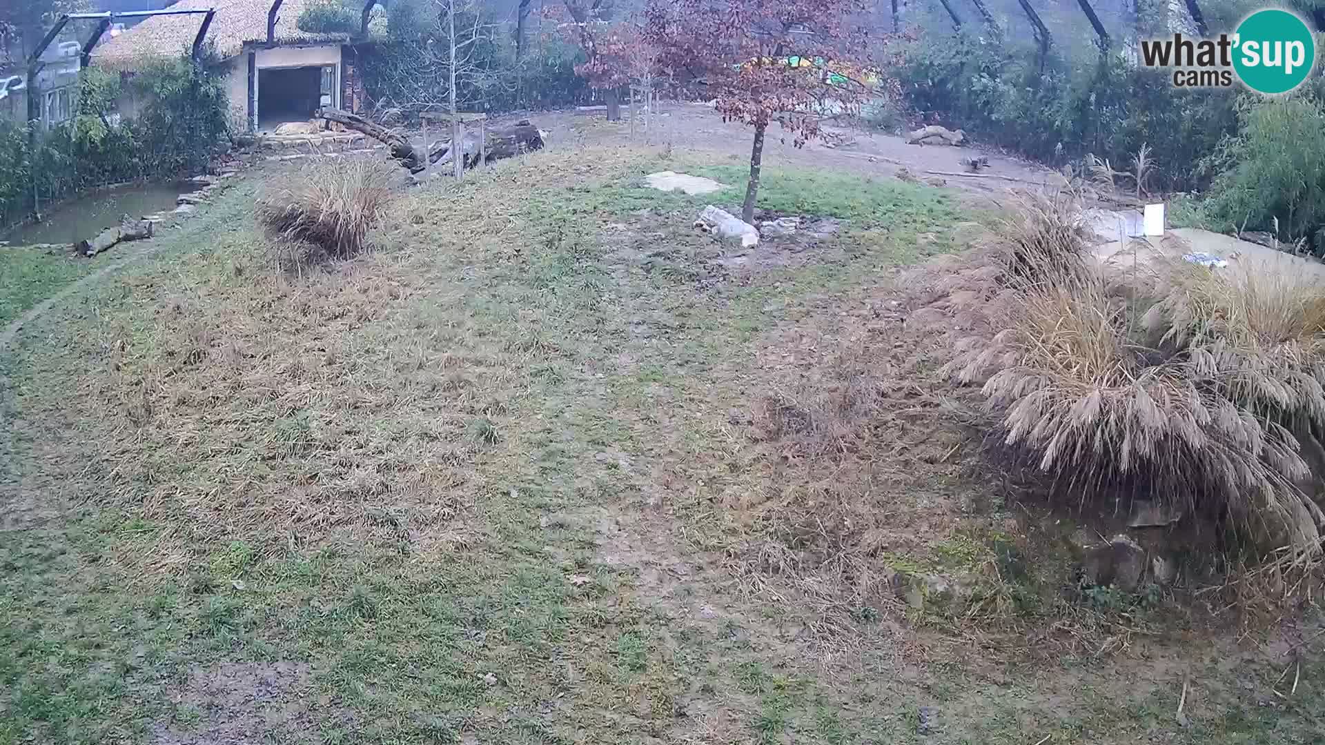 Zoo Ljubljana camera en vivo Leones