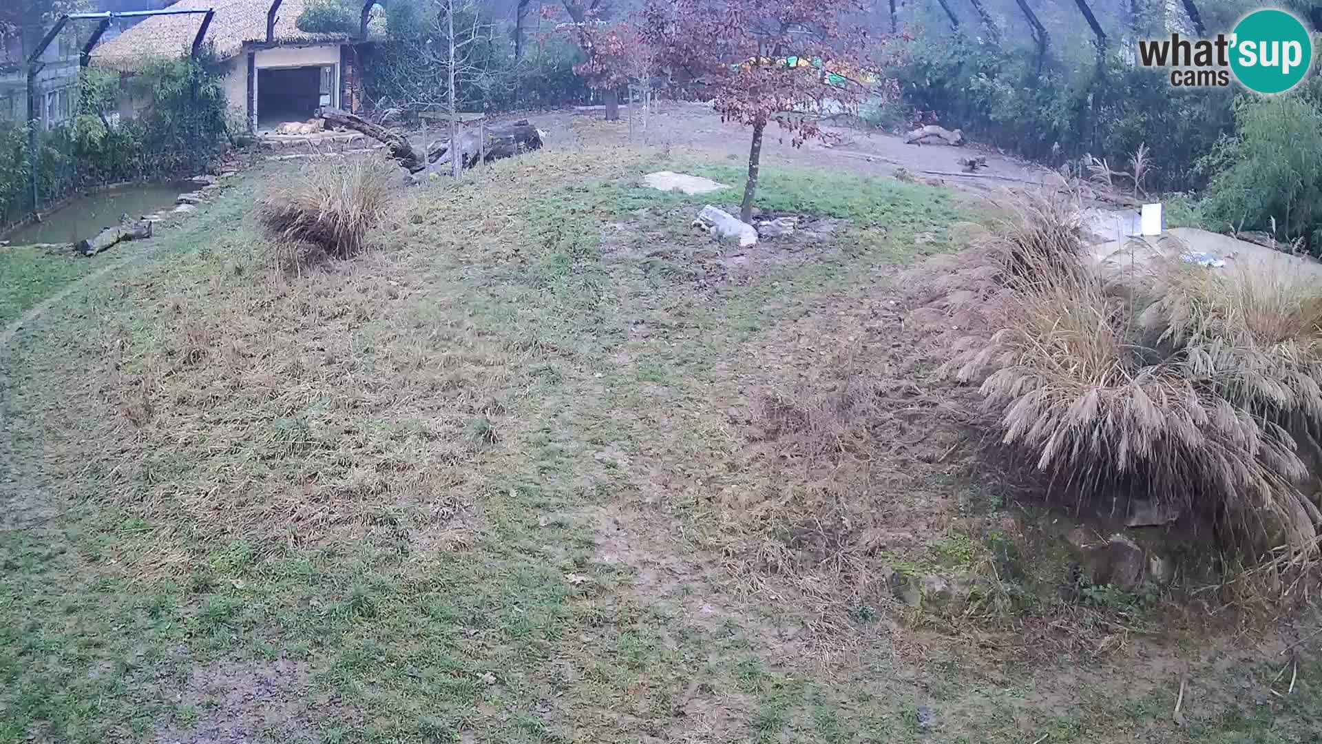 Zoo Ljubljana camera en vivo Leones