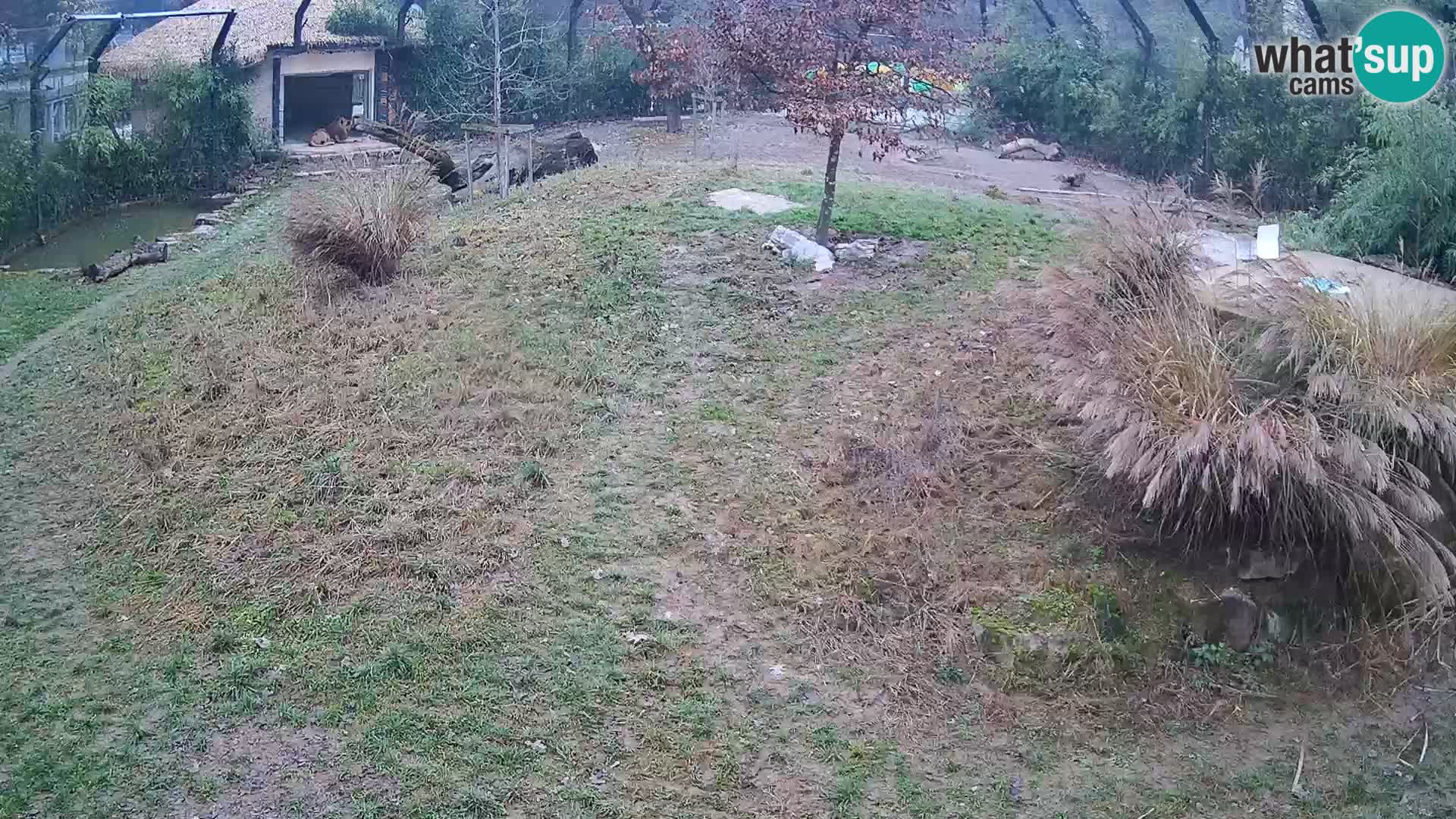 Zoo Ljubljana camera en vivo Leones