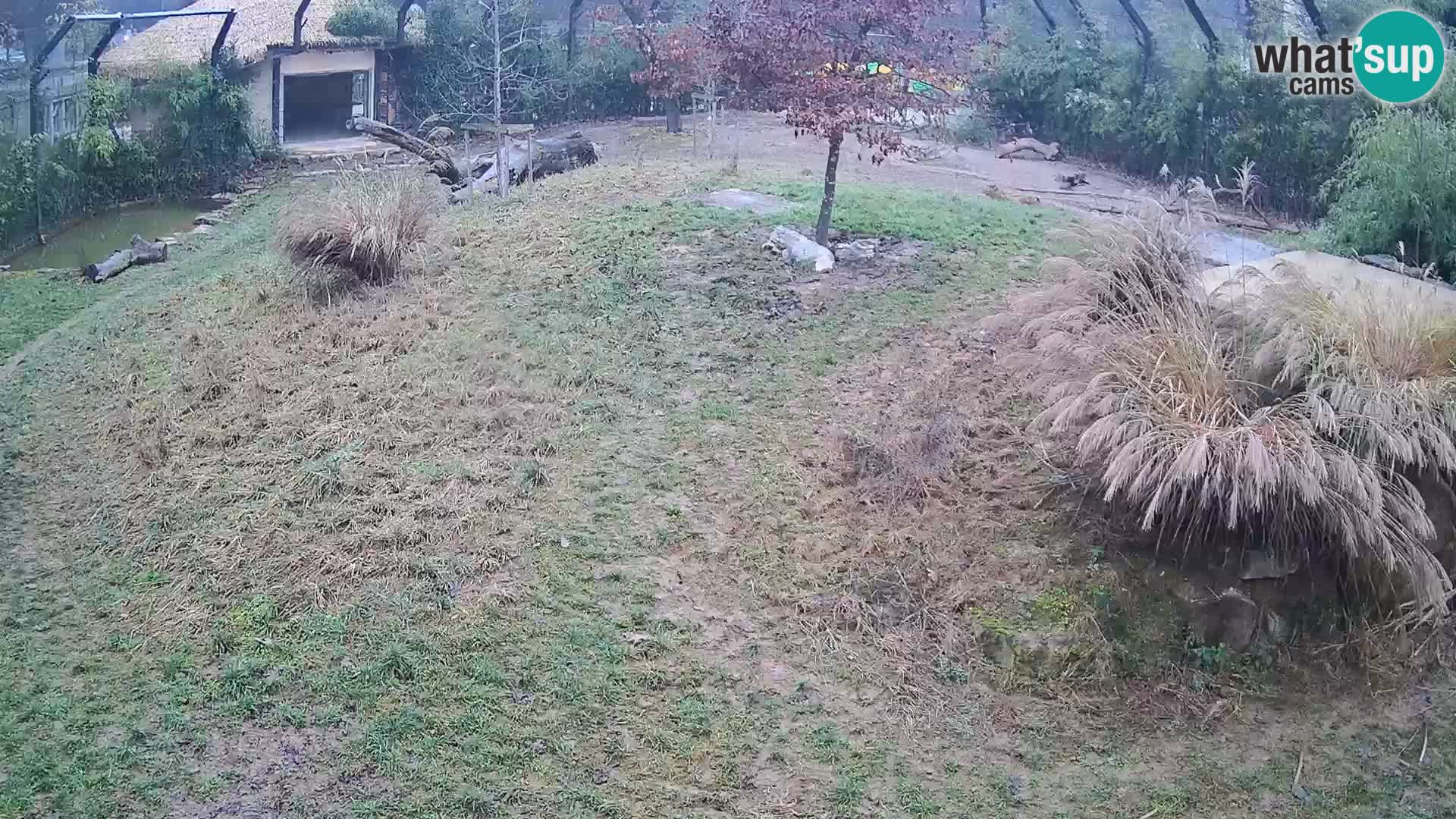 Živalski vrt Ljubljana kamera v živo Levi