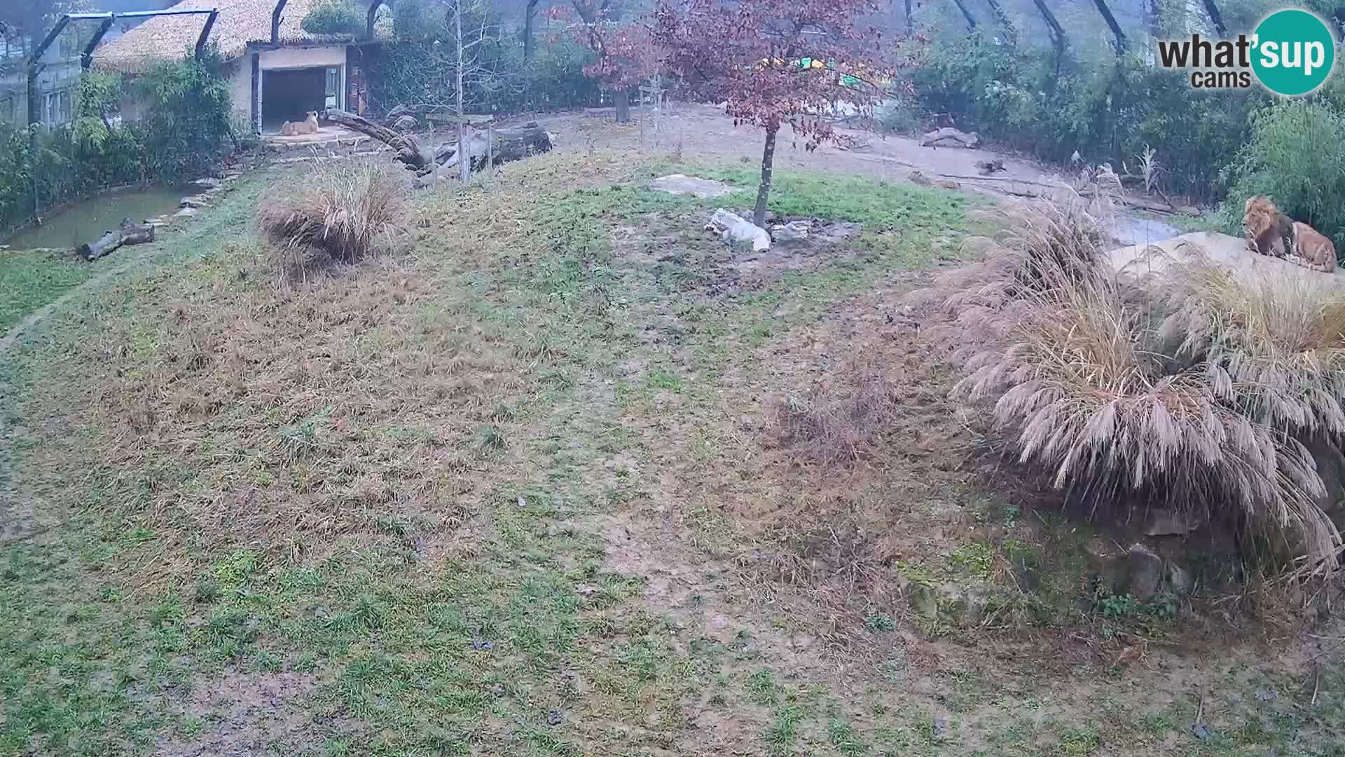 Ljubljana Zoo webcam Lion