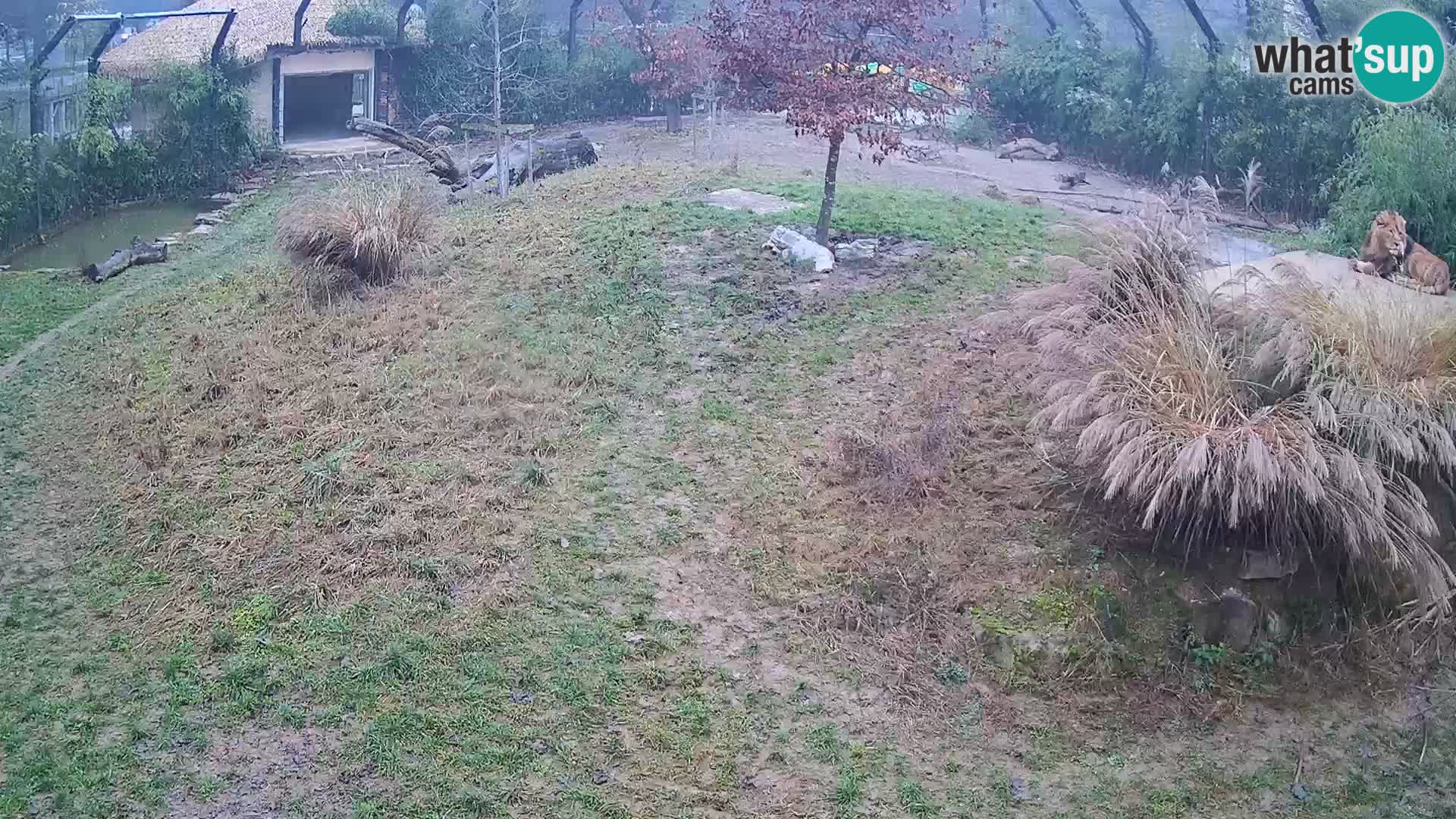 Ljubljana Zoo webcam Lion