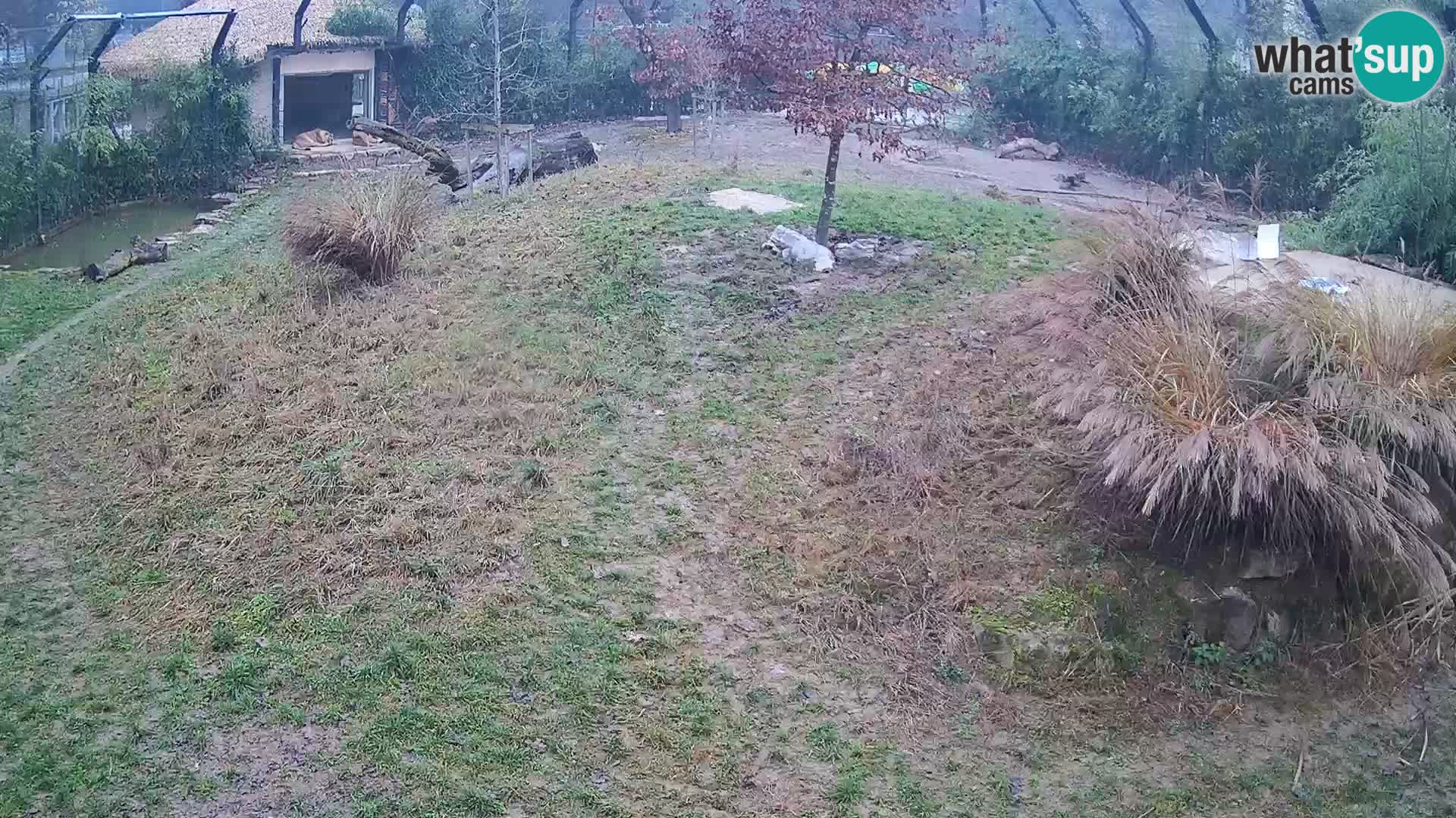 Zoo Lubiana live webcam Leoni