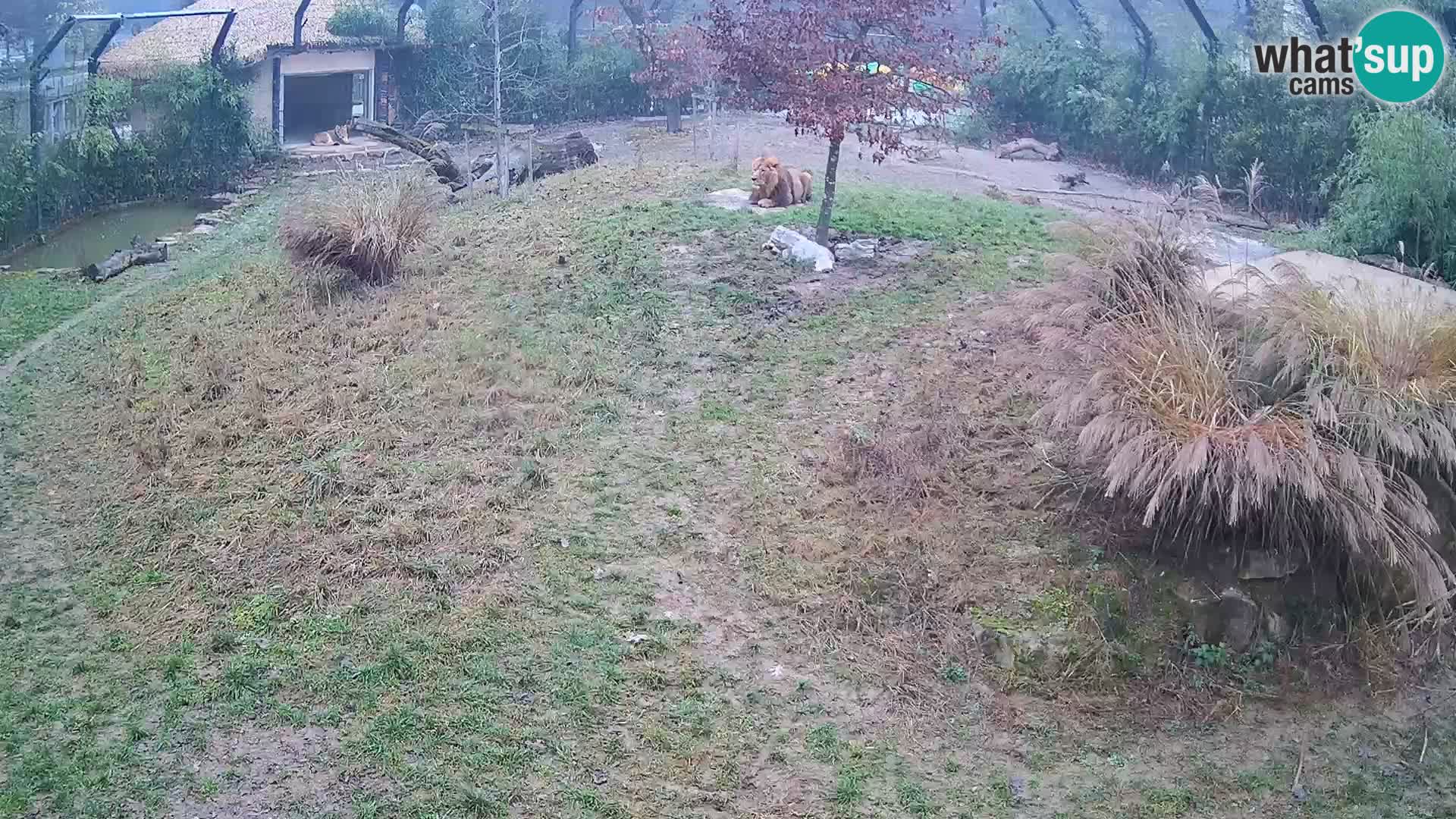 Ljubljana Zoo webcam Lion