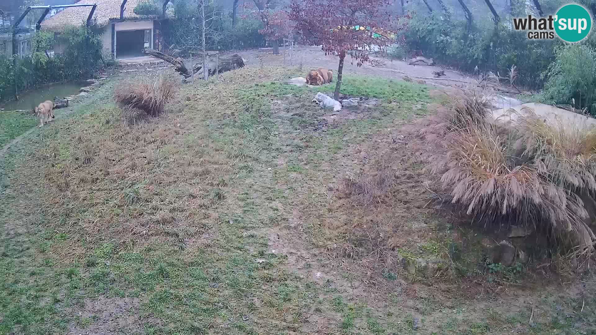 Ljubljana Zoo webcam Lion