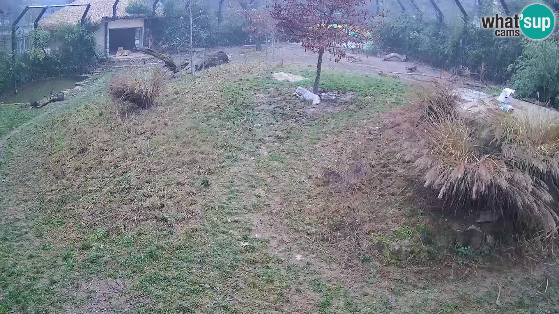 Zoo Ljubljana webcam Löwen