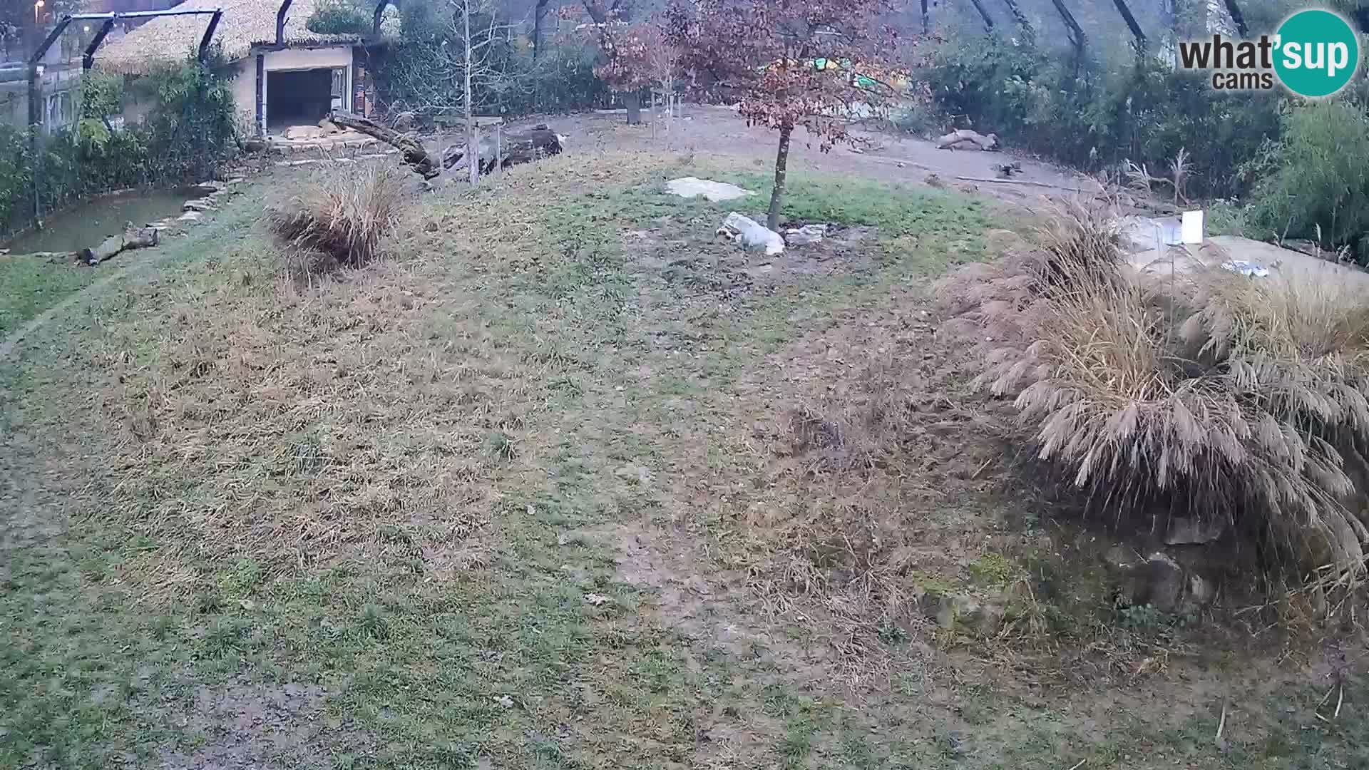 Ljubljana Zoo webcam Lion