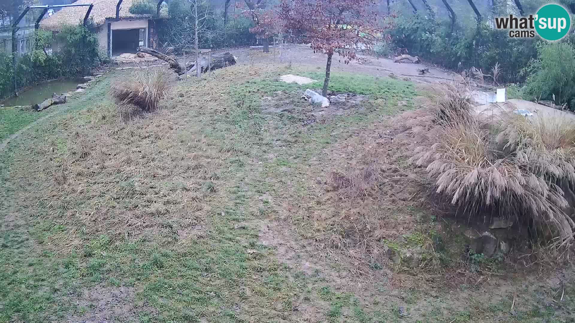 Live Ljubljana Zoo webcam Lion