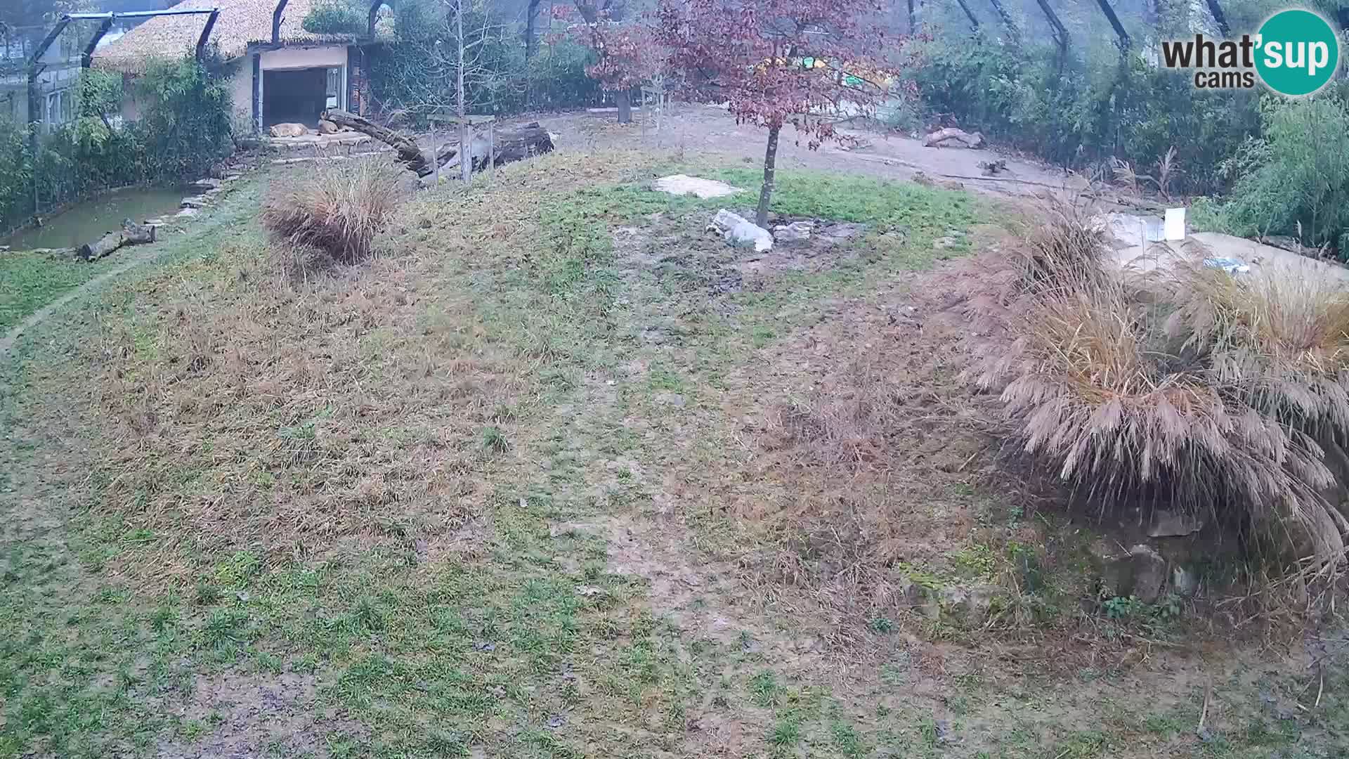 Zoo Ljubljana webcam Löwen