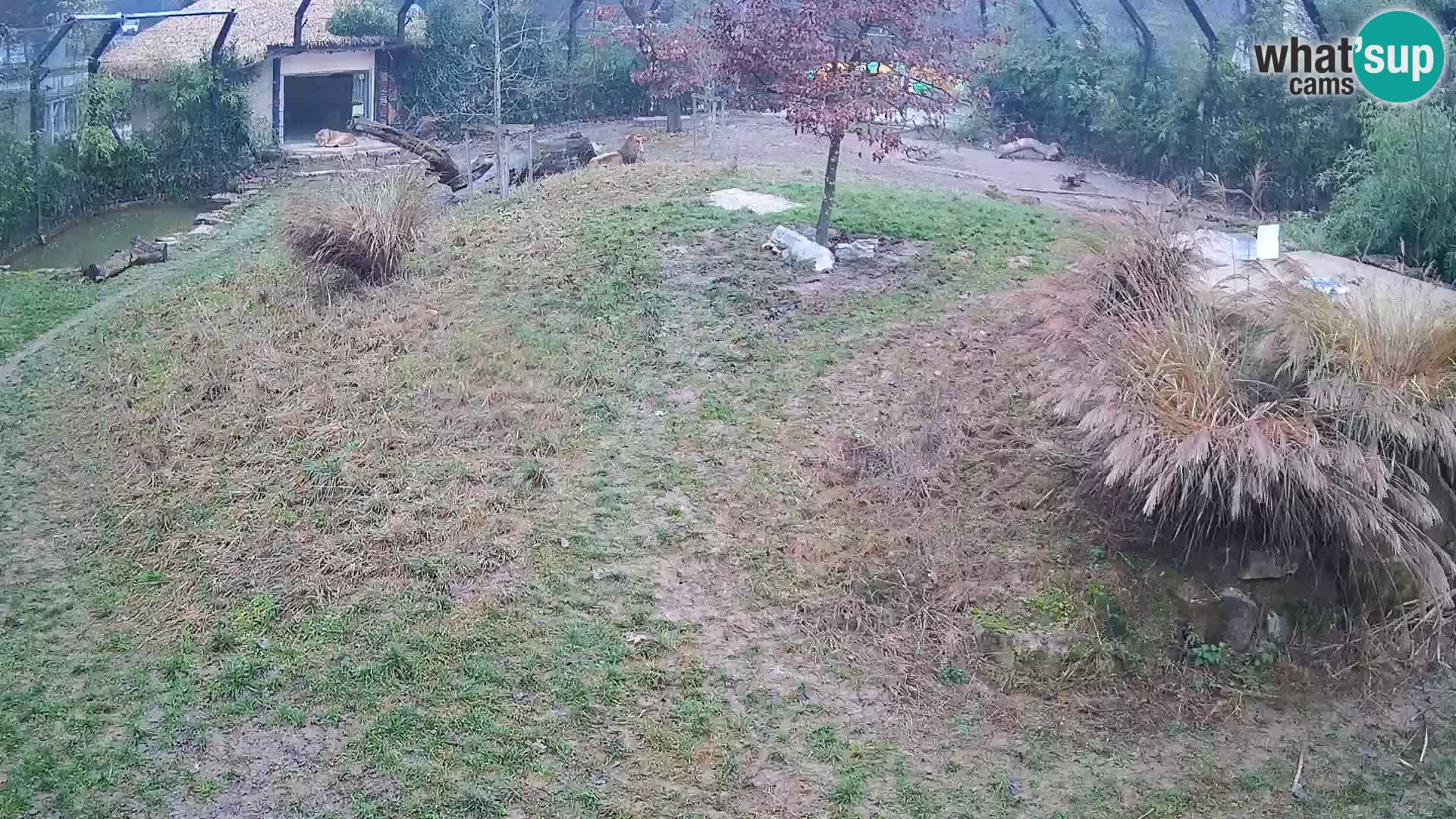 Zoo Ljubljana web kamera Lavovi