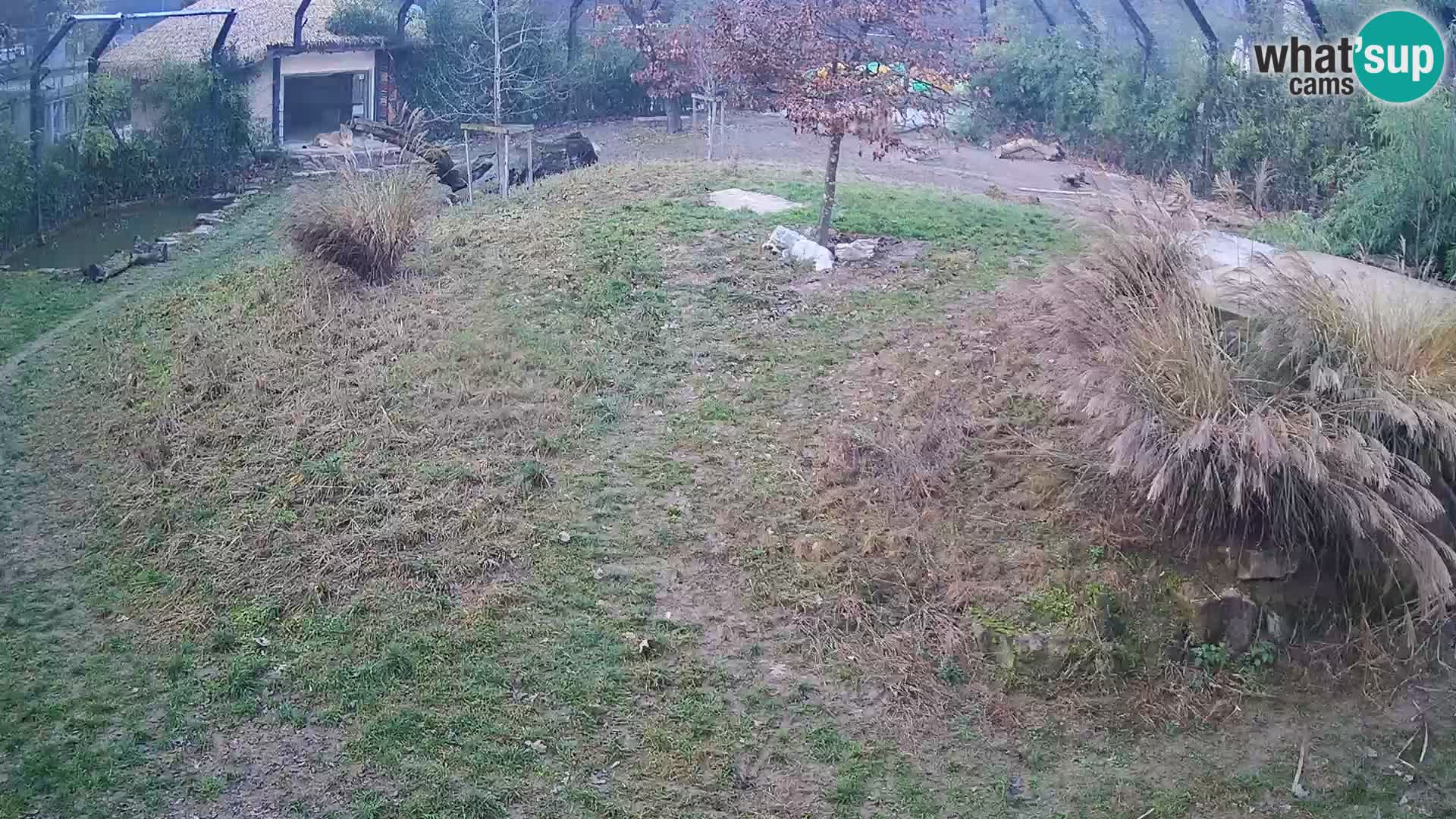 Zoo Ljubljana webcam Löwen