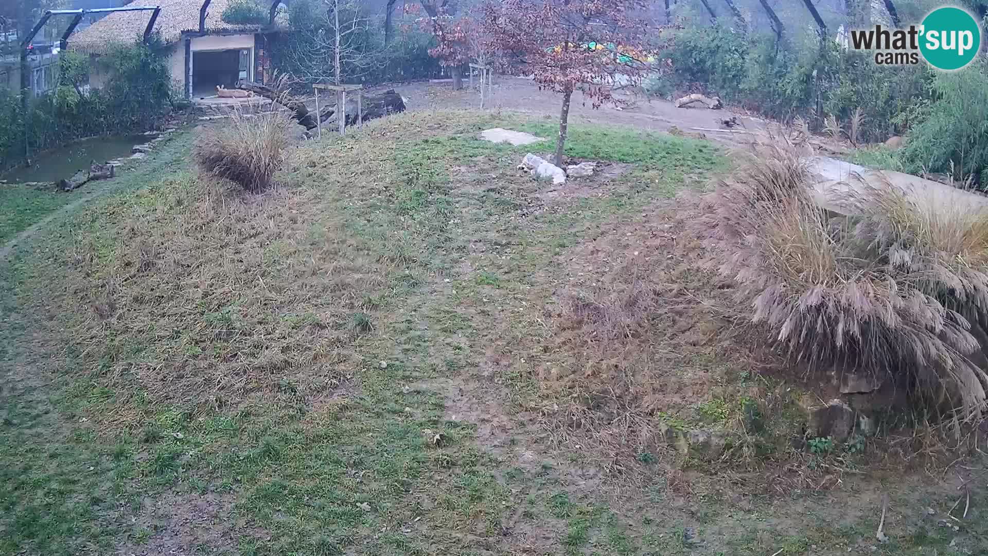 Zoo Lubiana live webcam Leoni