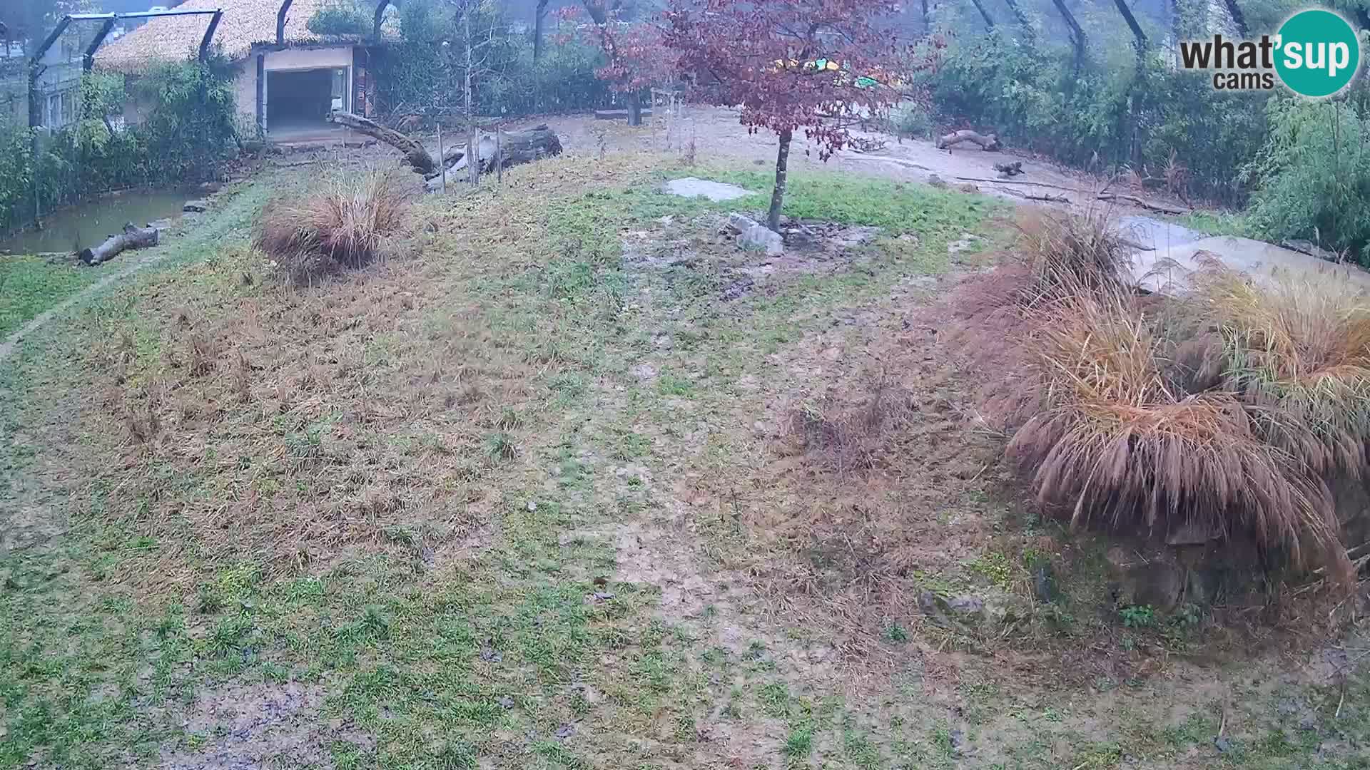 Ljubljana Zoo webcam Lion