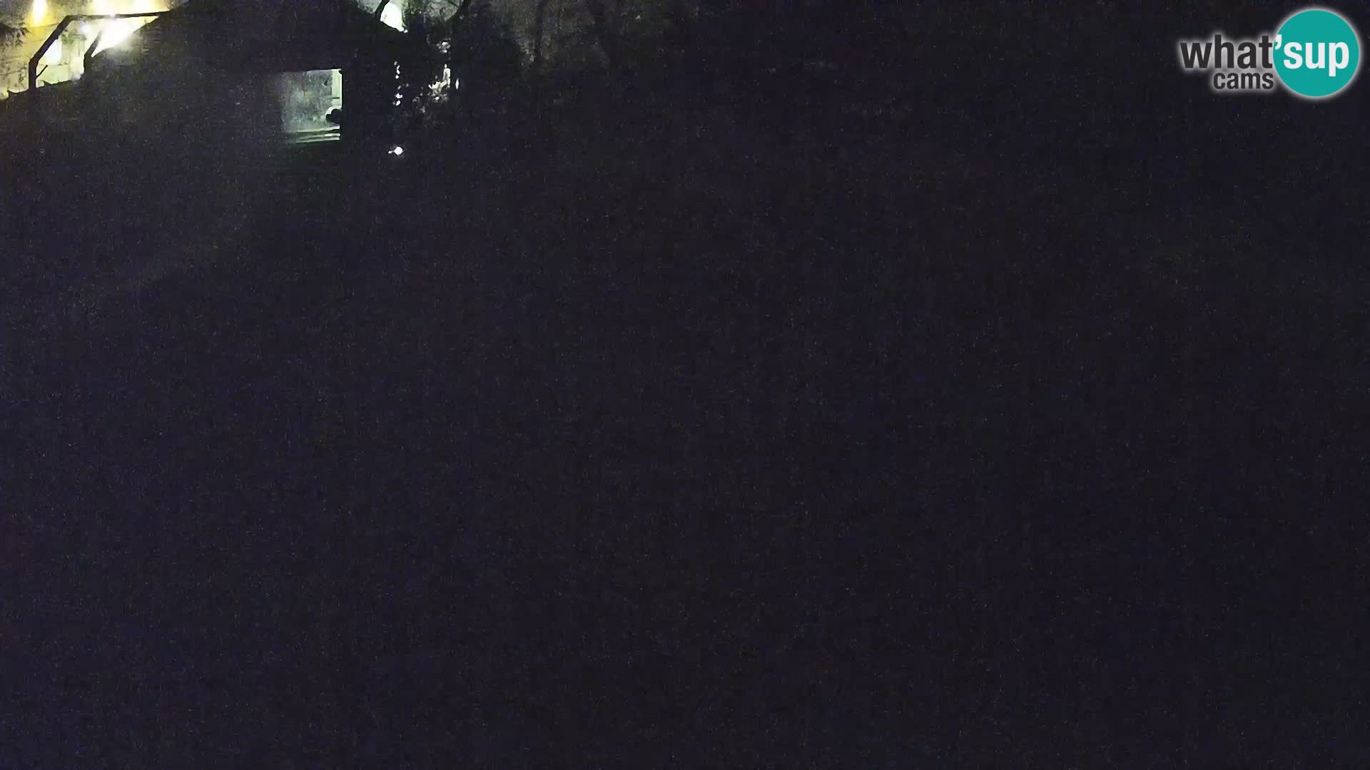 Zoo Ljubljana webcam Löwen