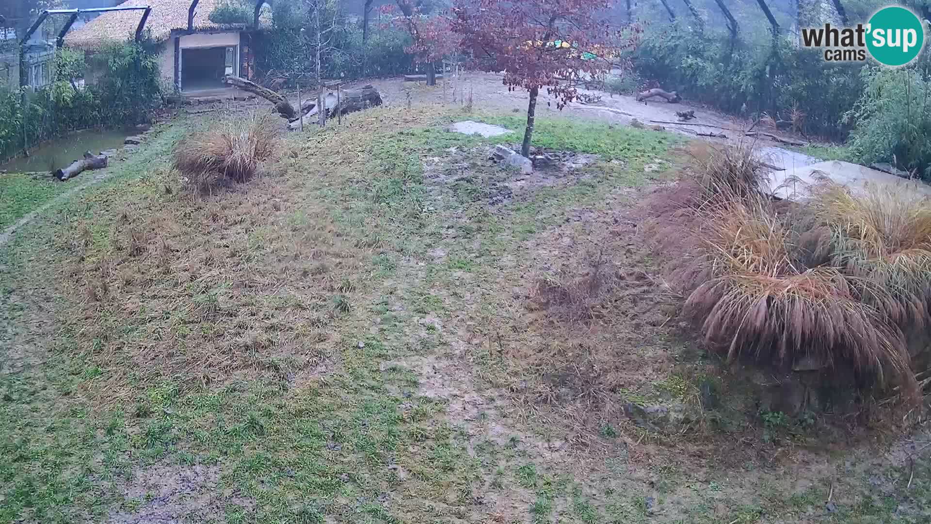 Zoo Lubiana live webcam Leoni