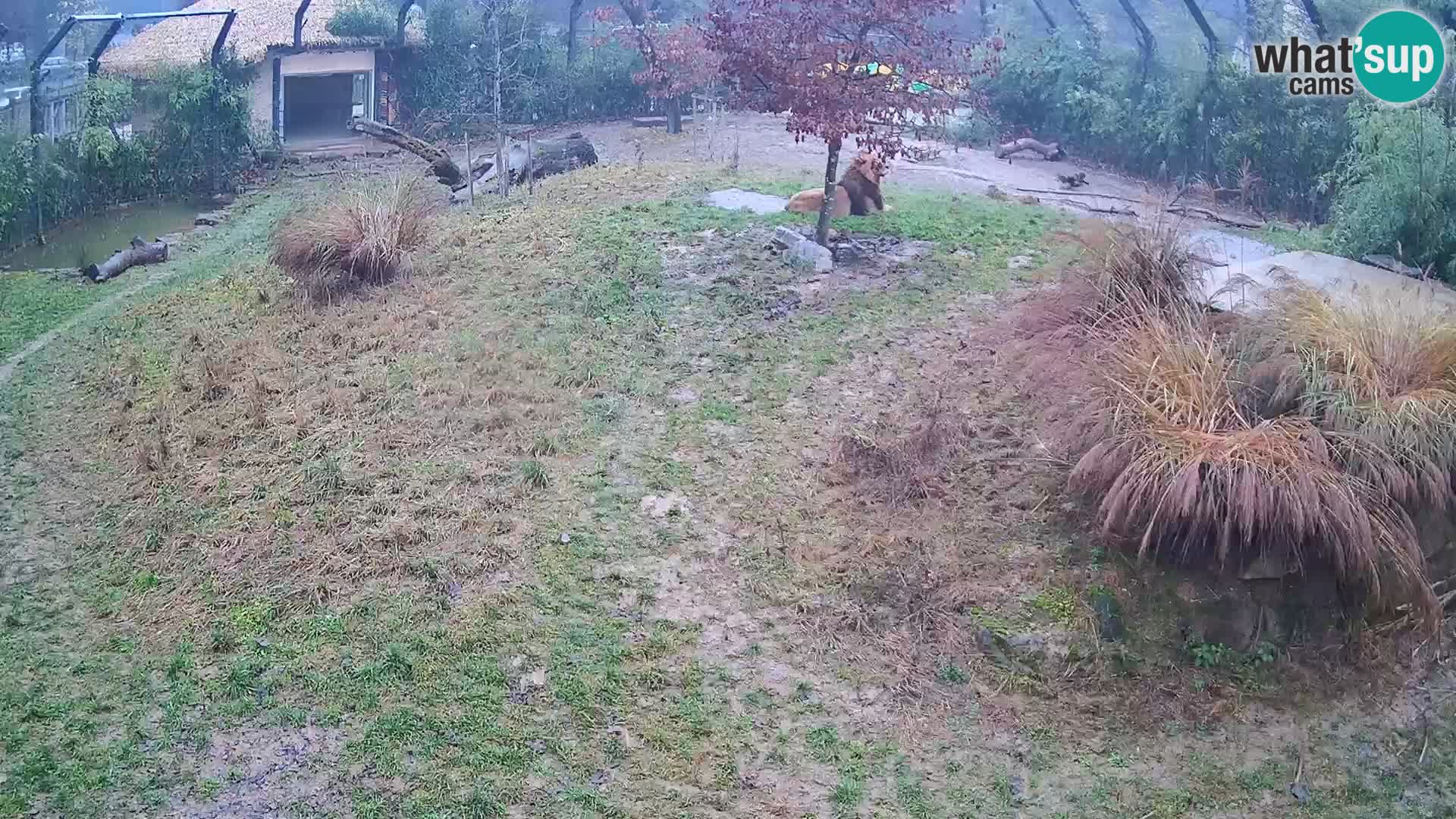 Zoo Ljubljana webcam Löwen