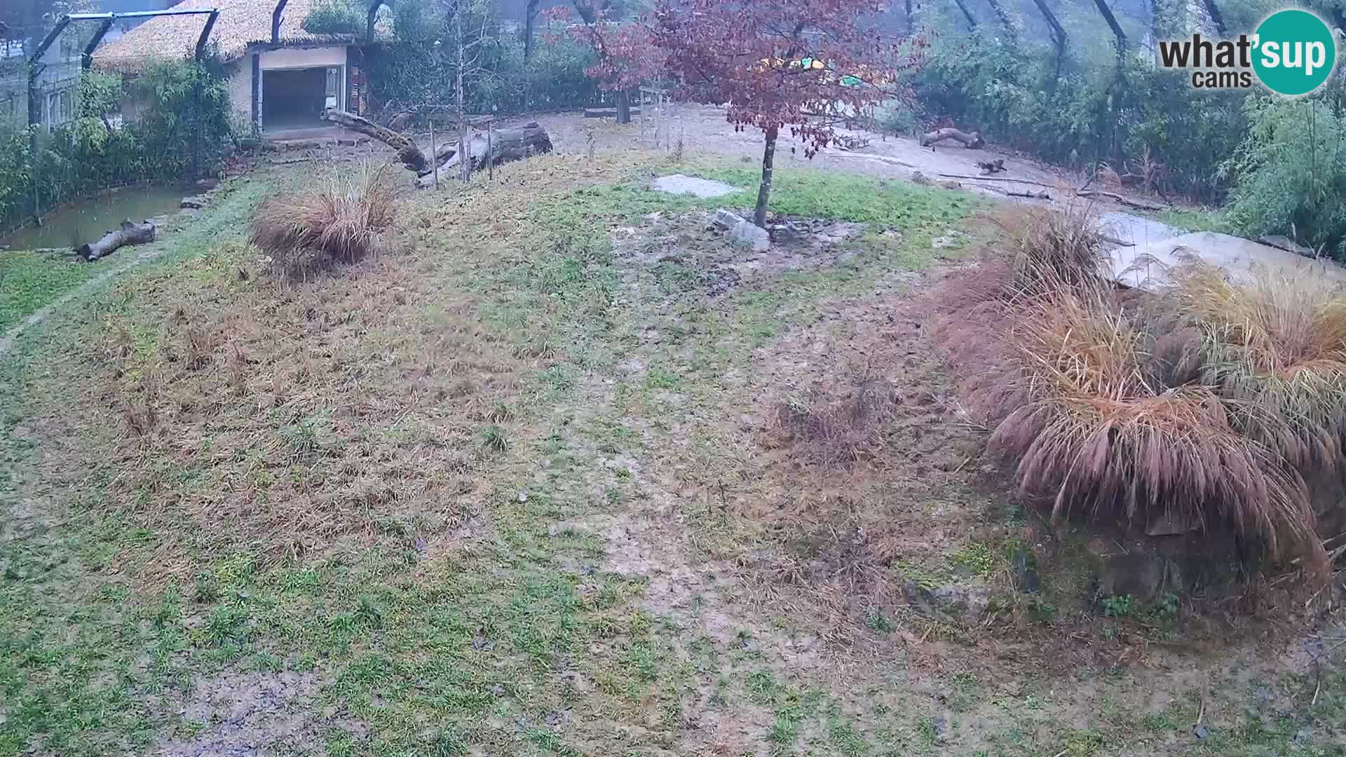 Ljubljana Zoo webcam Lion