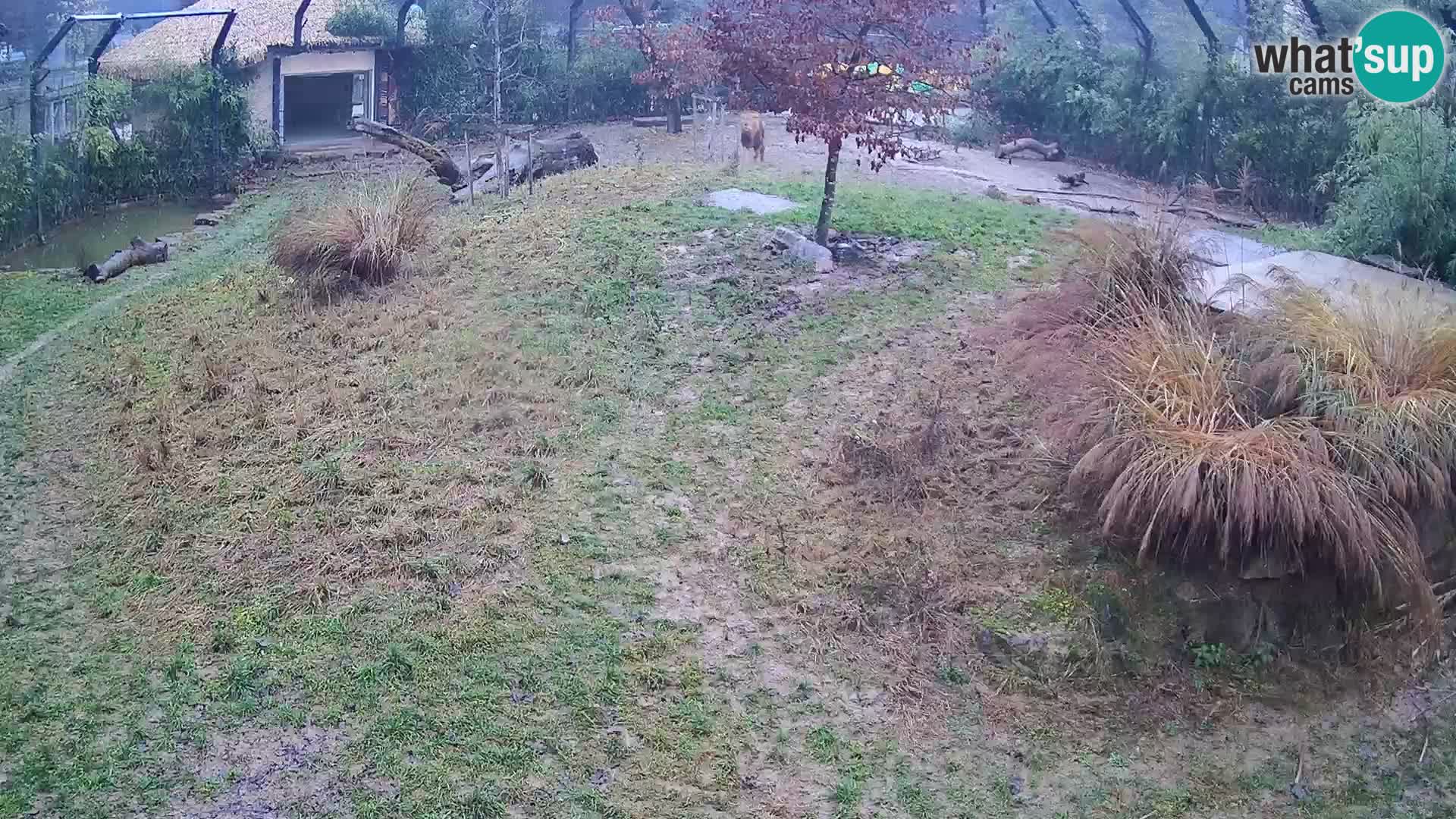 Zoo Ljubljana webcam Löwen