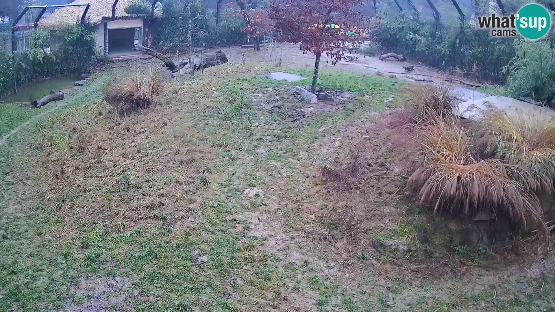 Ljubljana Zoo webcam Lion