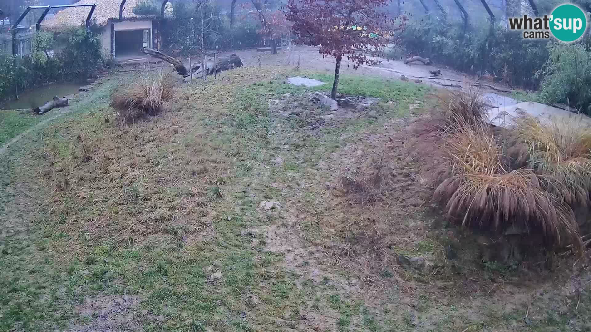 Zoo Ljubljana webcam Löwen