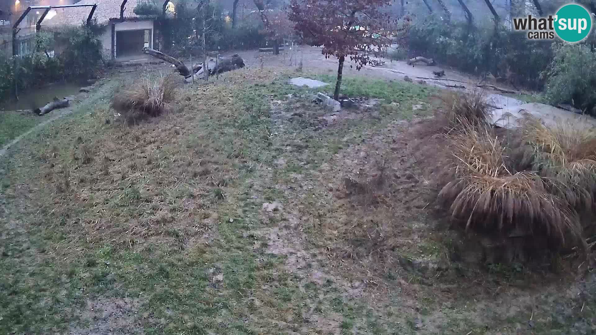 Živalski vrt Ljubljana kamera v živo Levi