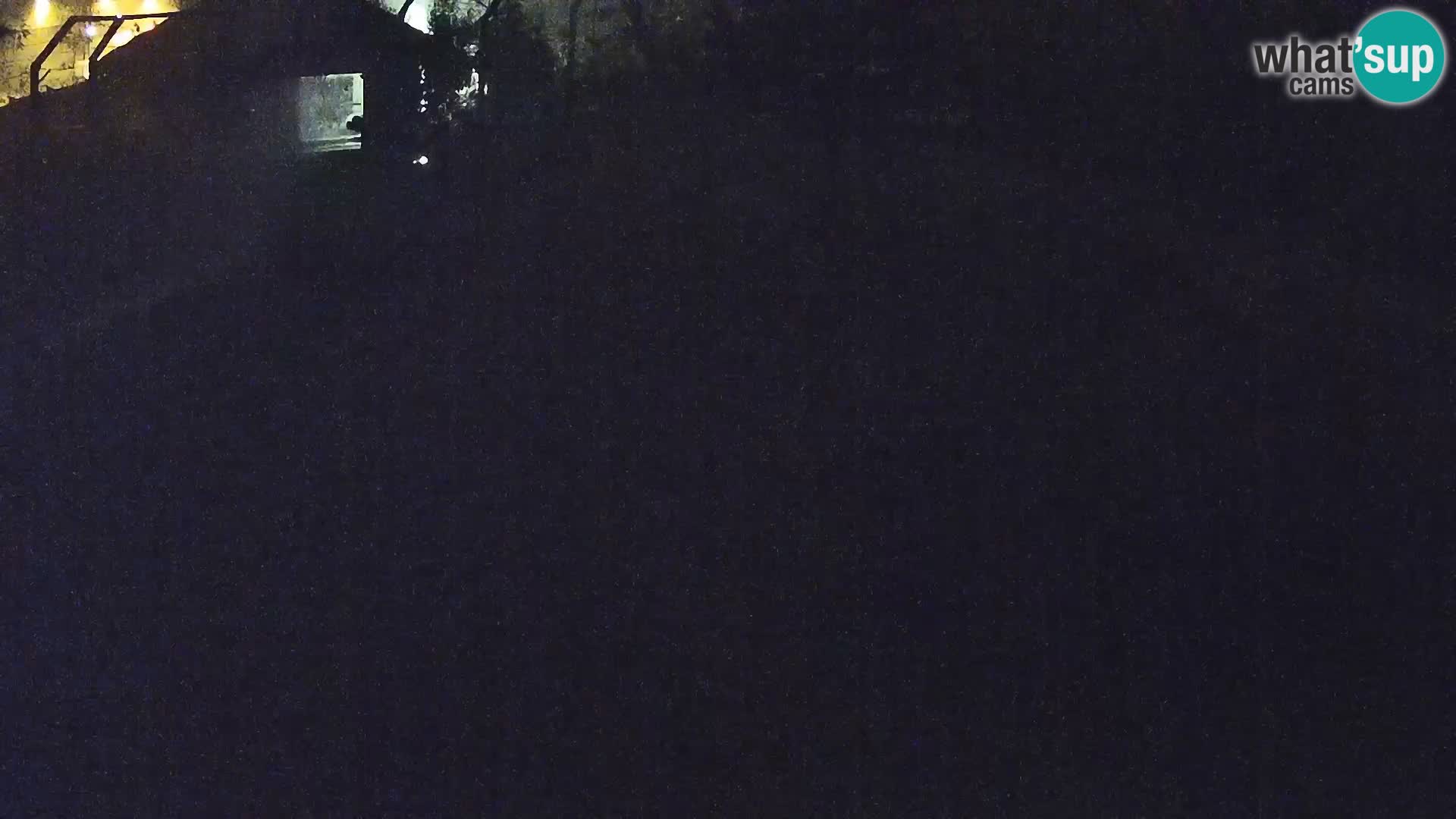 Zoo Lubiana live webcam Leoni