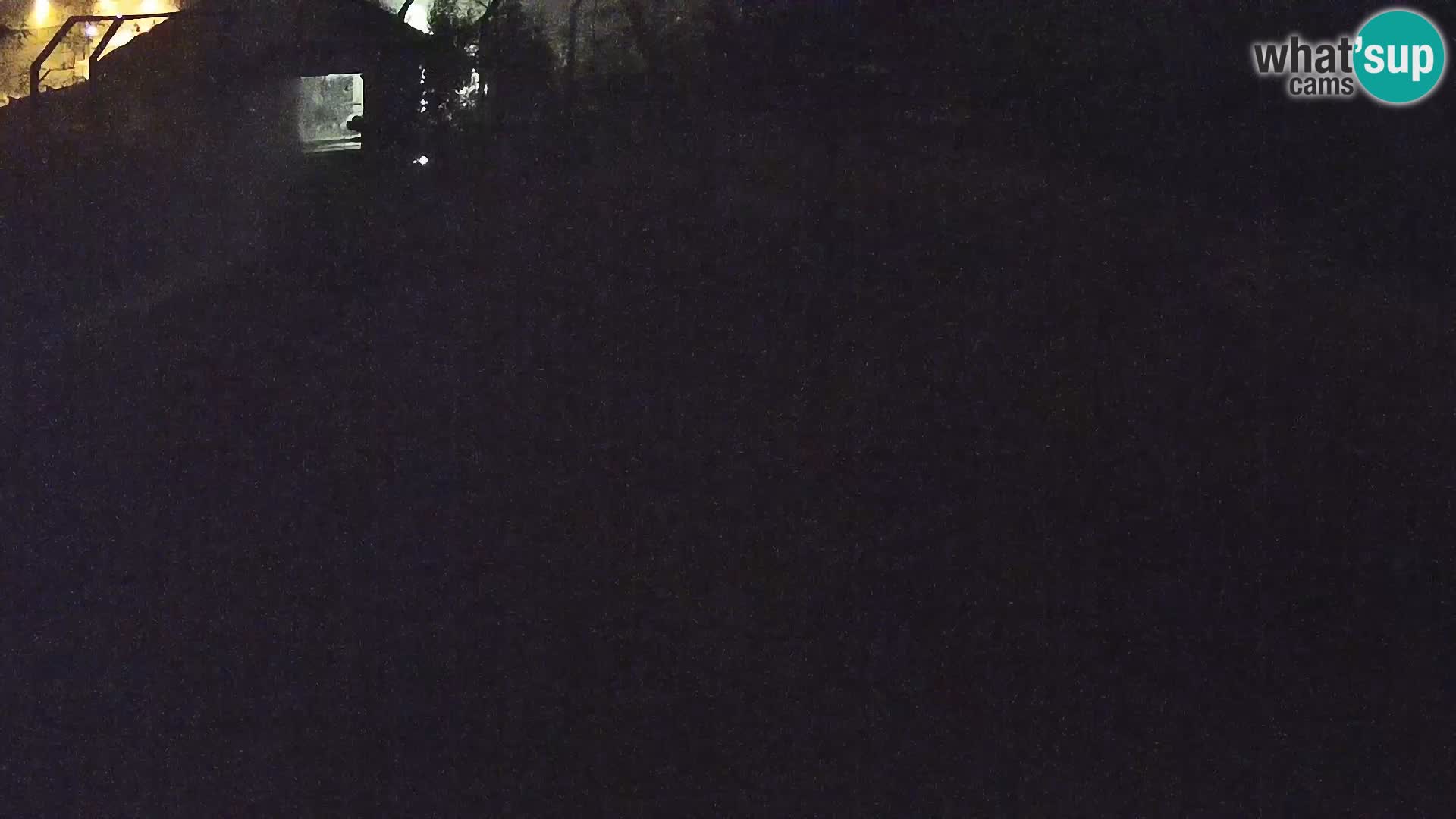 Ljubljana Zoo webcam Lion