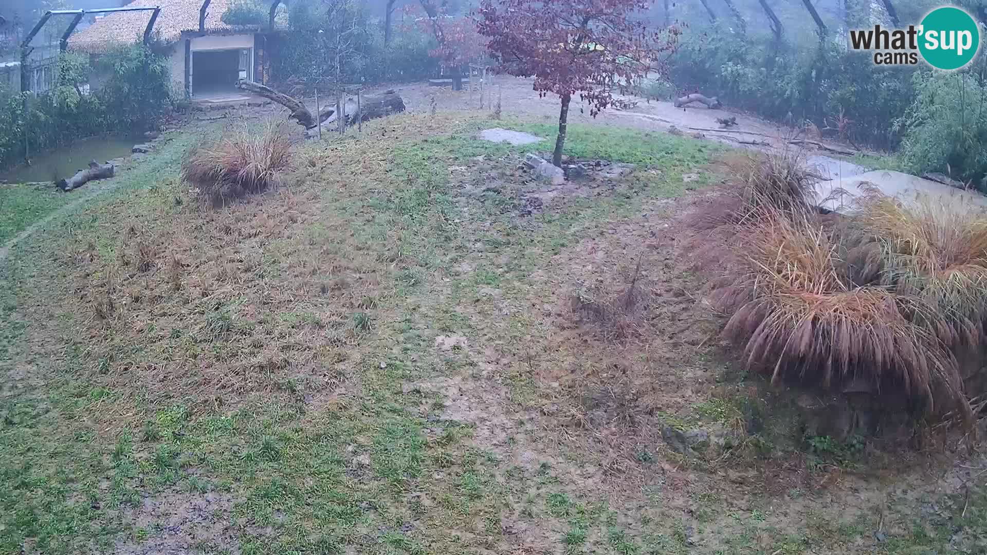 Zoo Ljubljana webcam Löwen