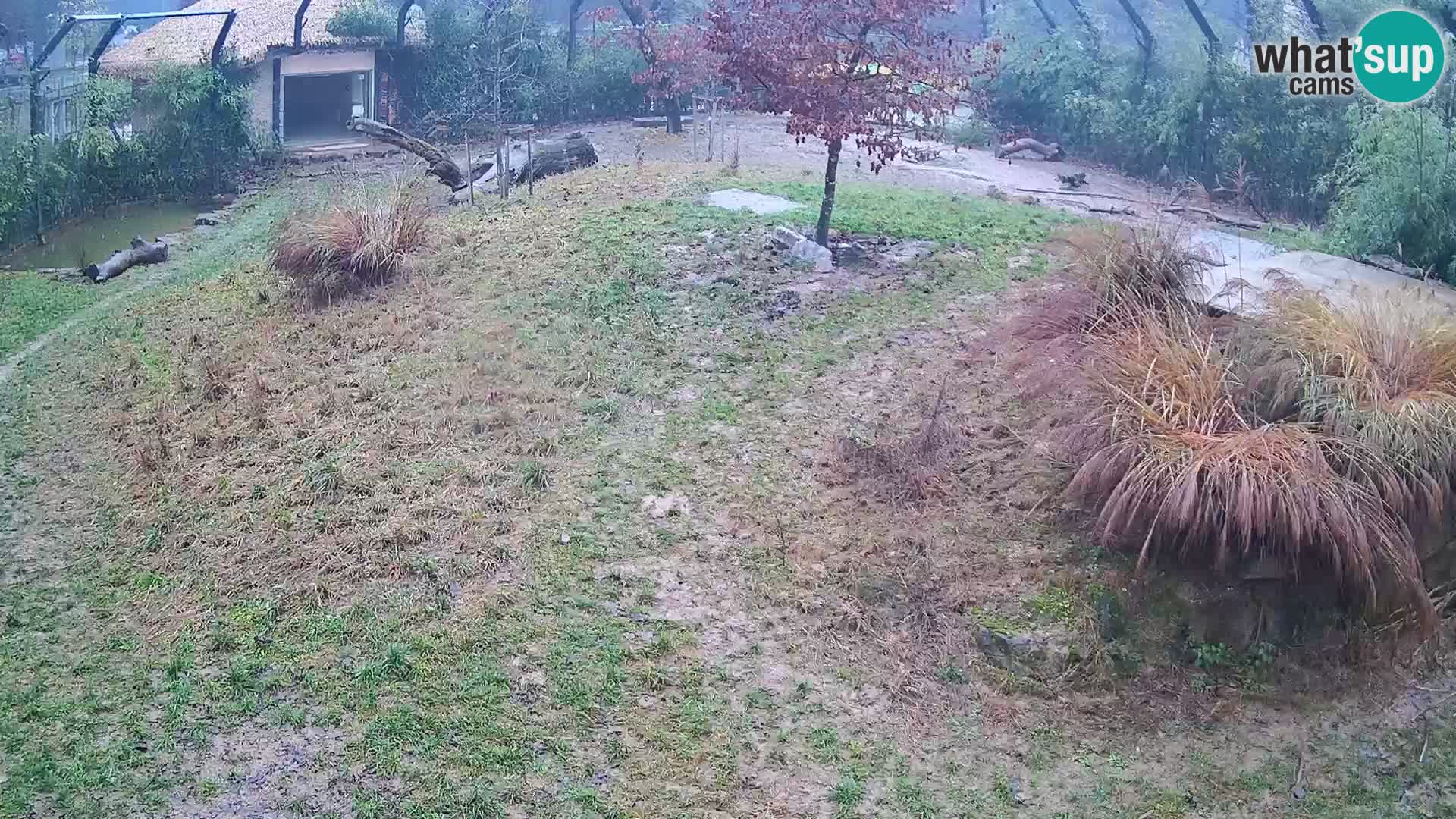 Zoo Ljubljana webcam Löwen