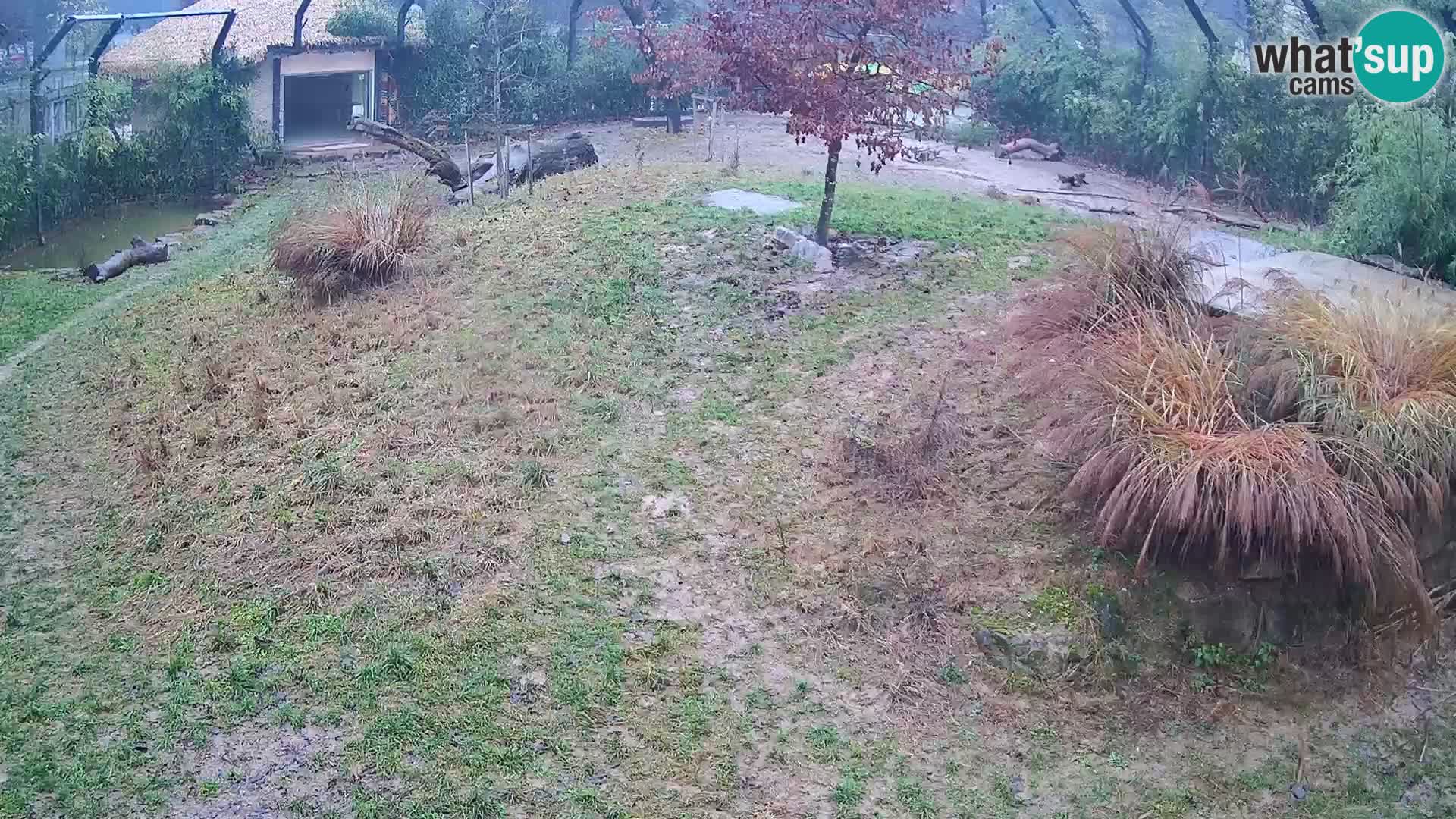 Zoo Ljubljana camera en vivo Leones