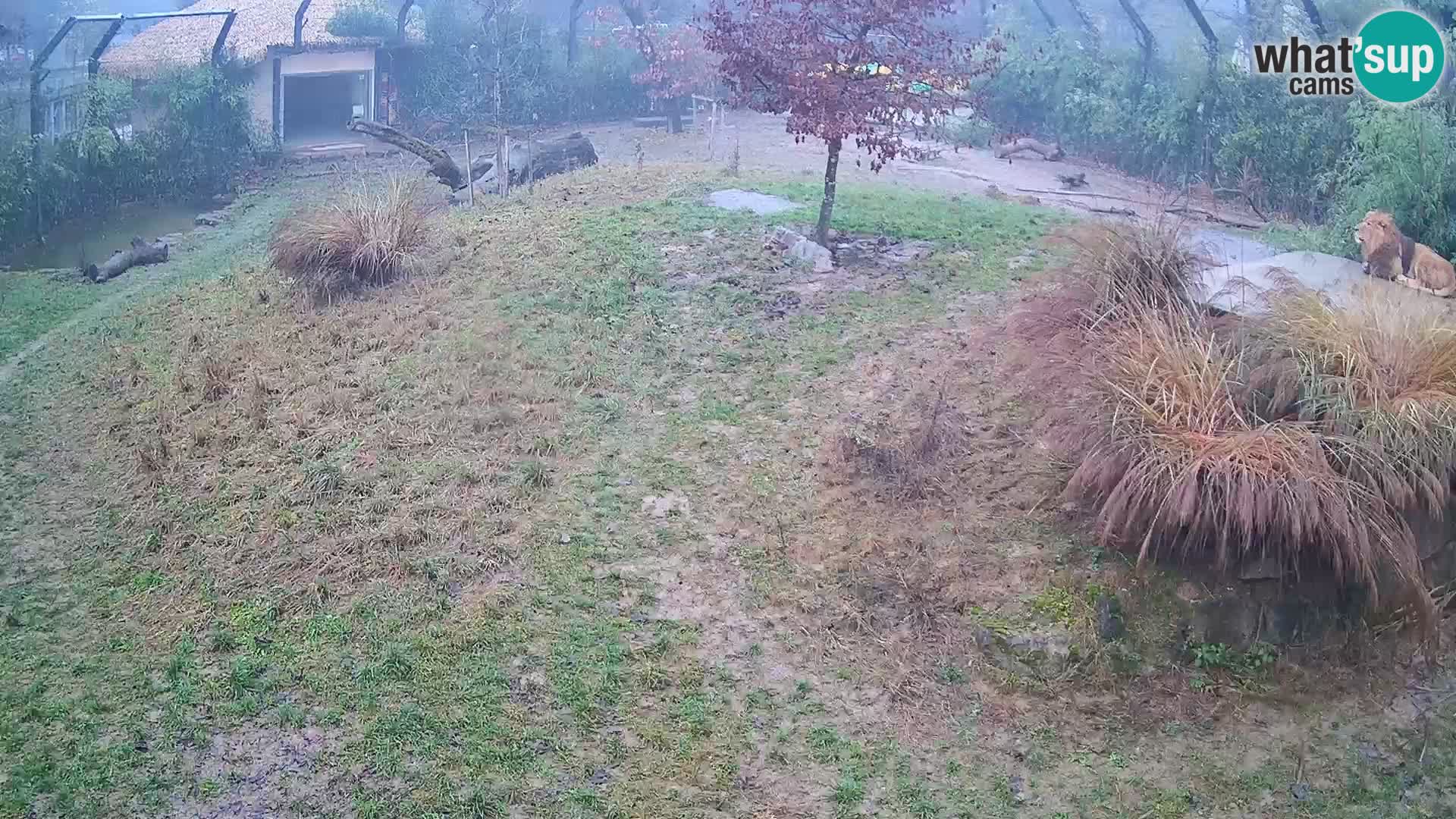 Zoo Lubiana live webcam Leoni