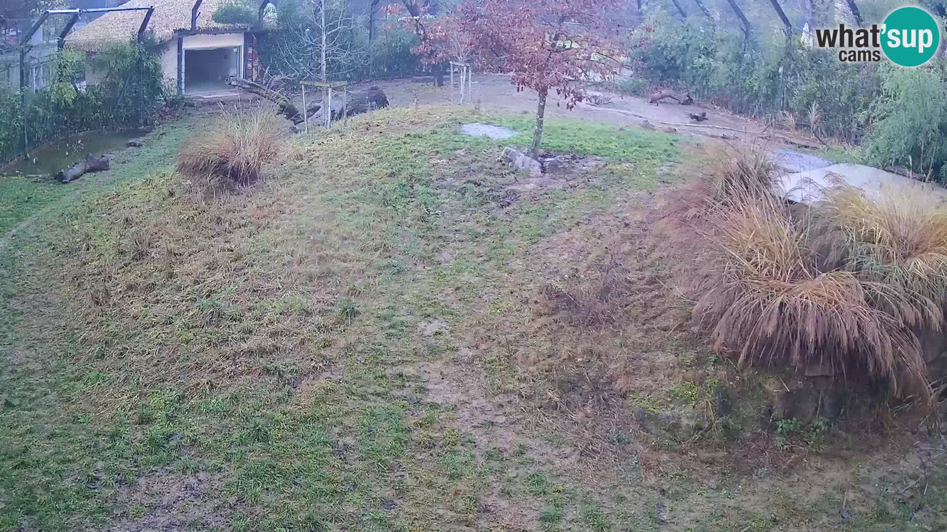 Zoo Ljubljana web kamera Lavovi